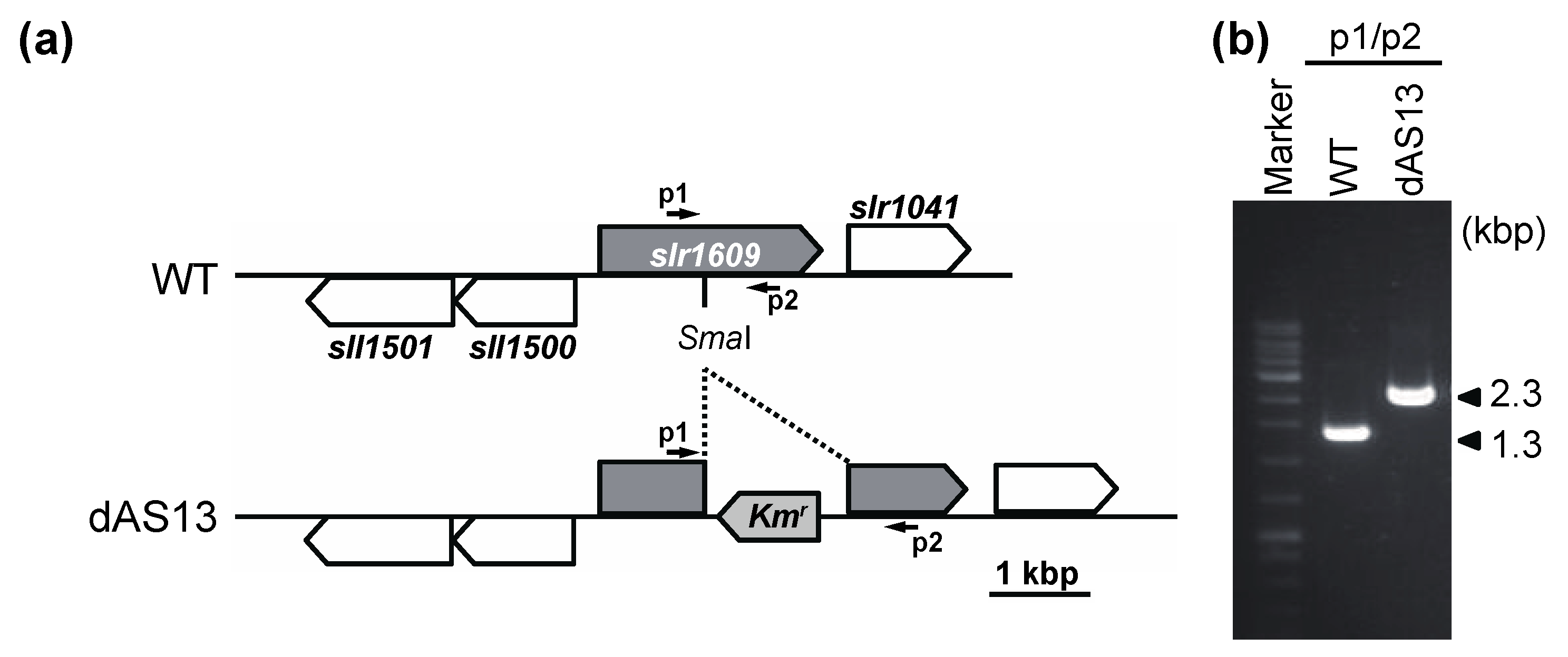 Ijms 22 10432 g005 550
