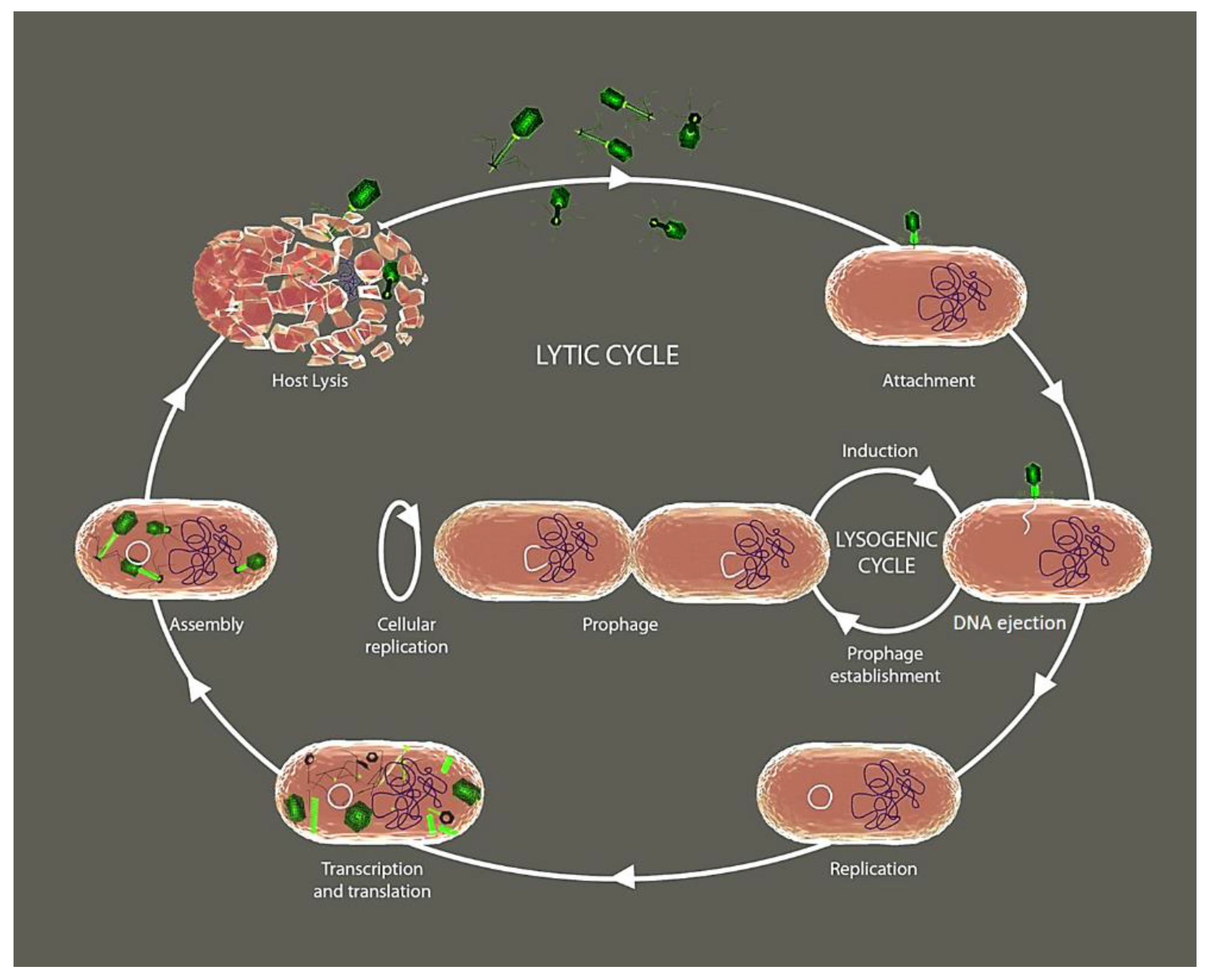 Ijms 22 10436 g001 Ijms 22 10436 g001