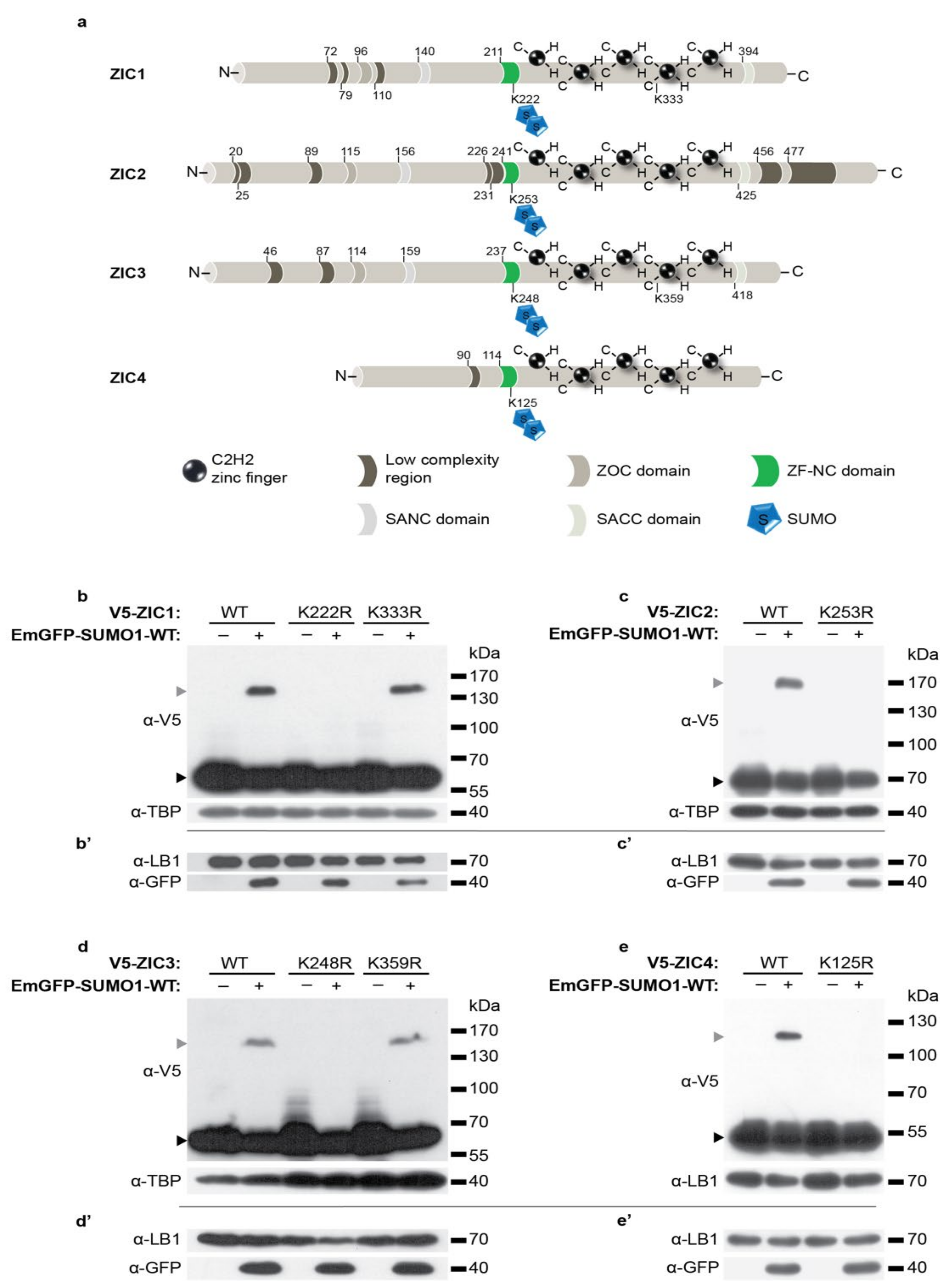 Ijms 22 10437 g001 Ijms 22 10437 g001