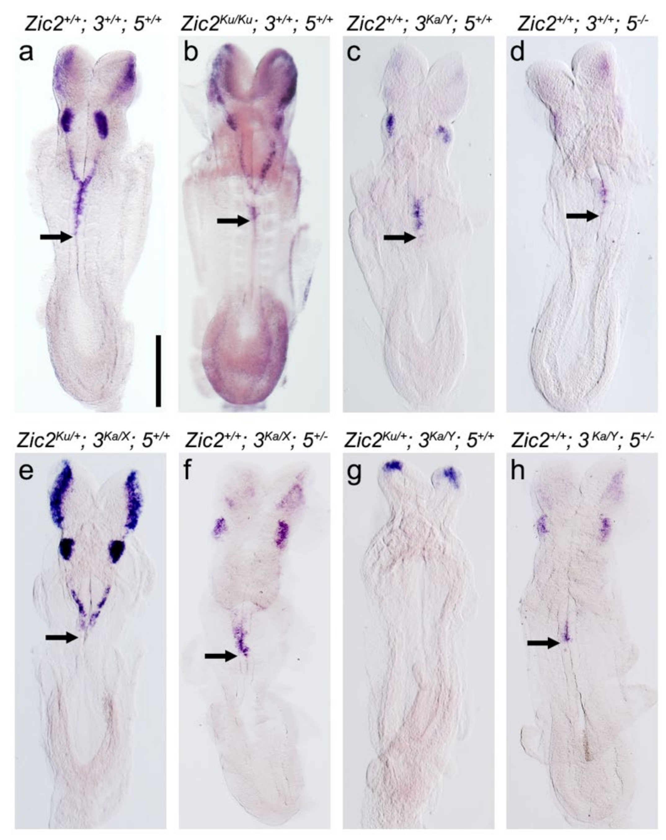 Ijms 22 10437 g002 Ijms 22 10437 g002