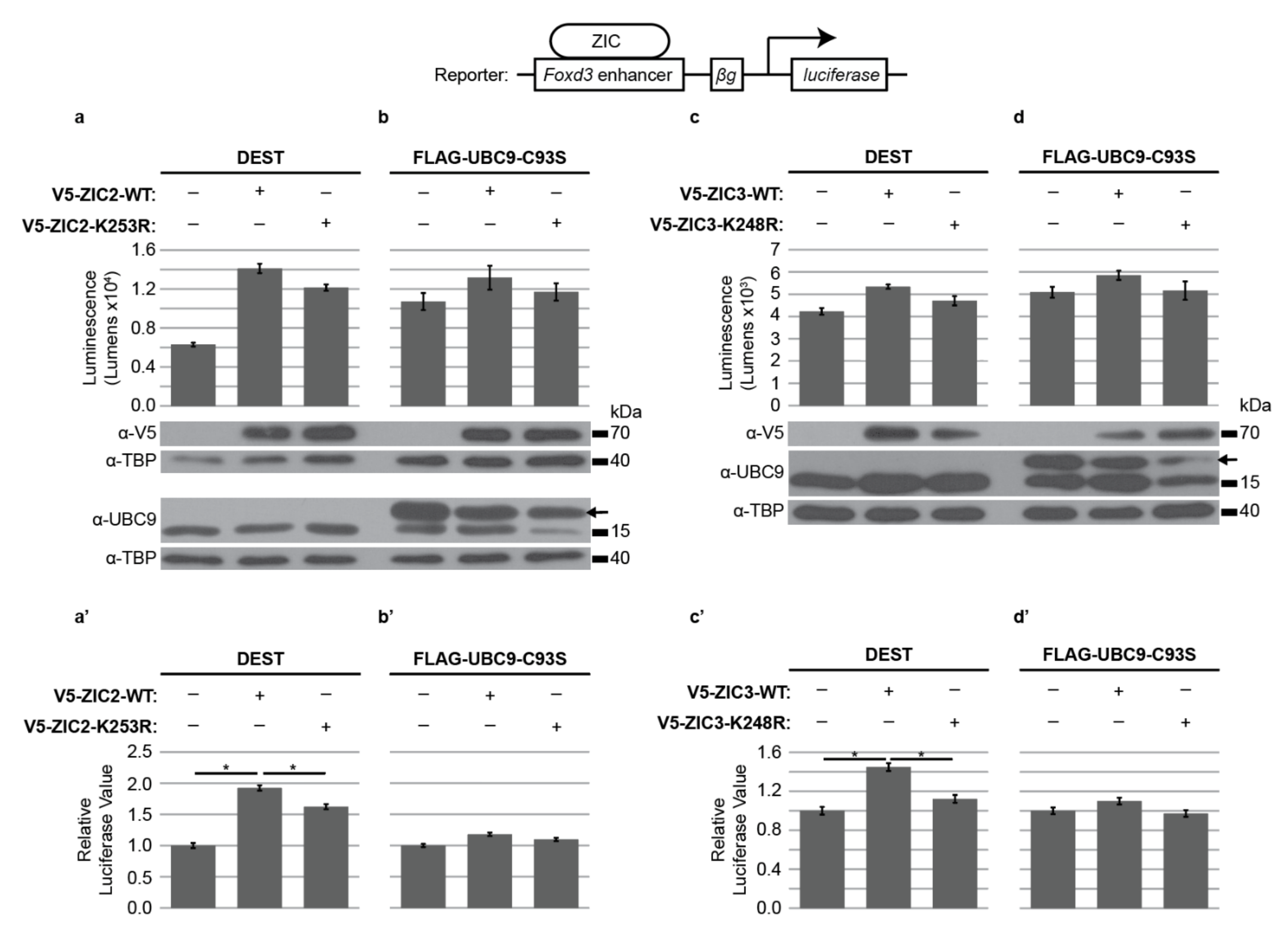 Ijms 22 10437 g003 Ijms 22 10437 g003