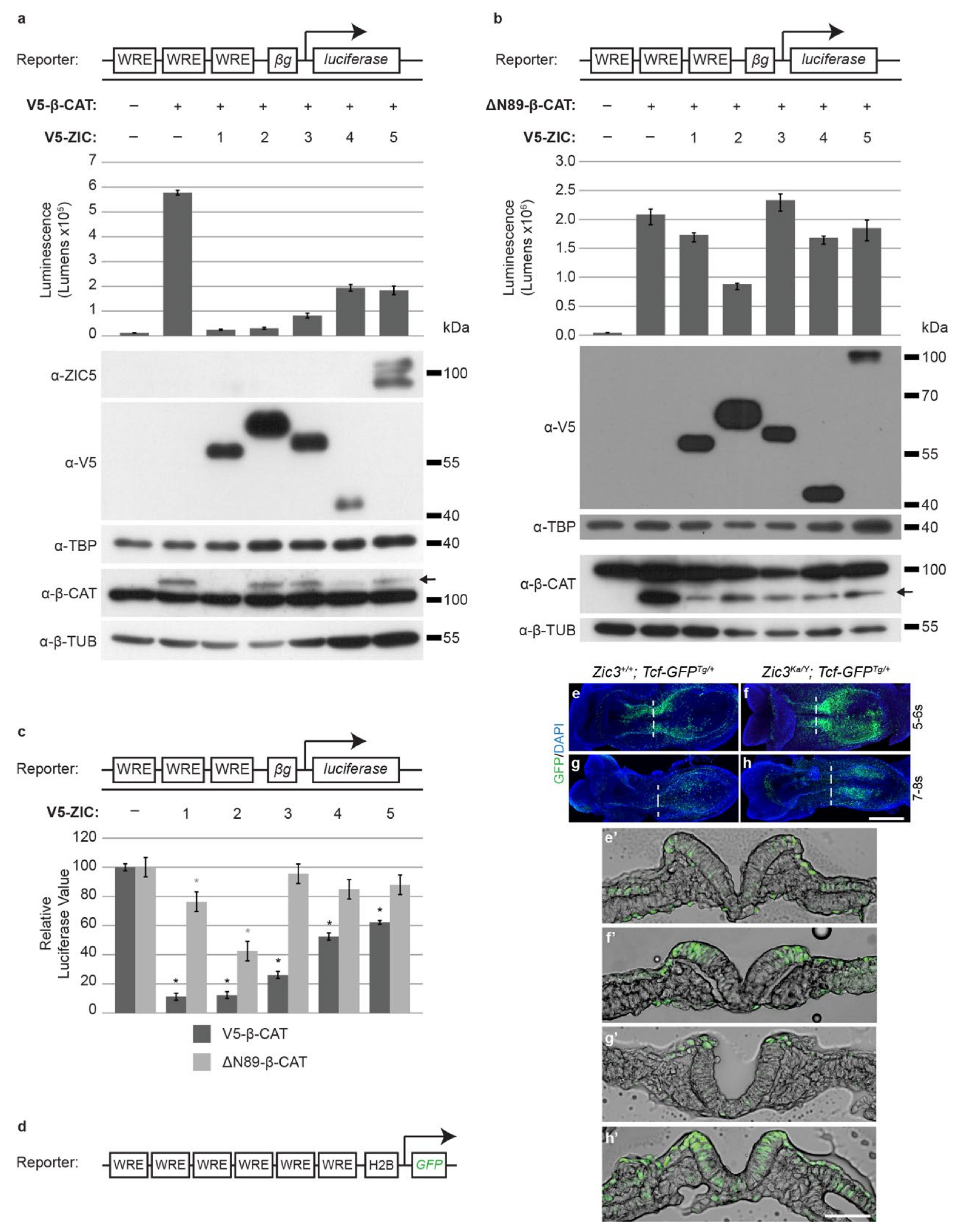 Ijms 22 10437 g004 Ijms 22 10437 g004