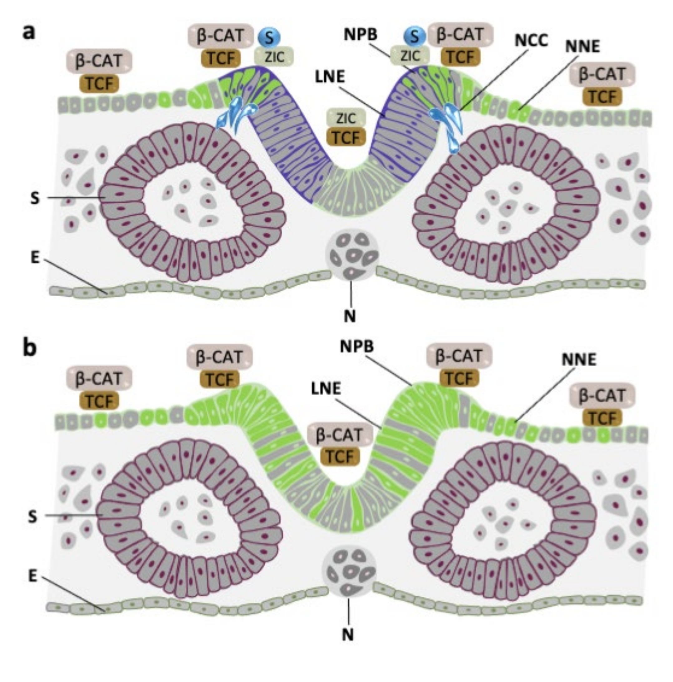 Ijms 22 10437 g007 Ijms 22 10437 g007