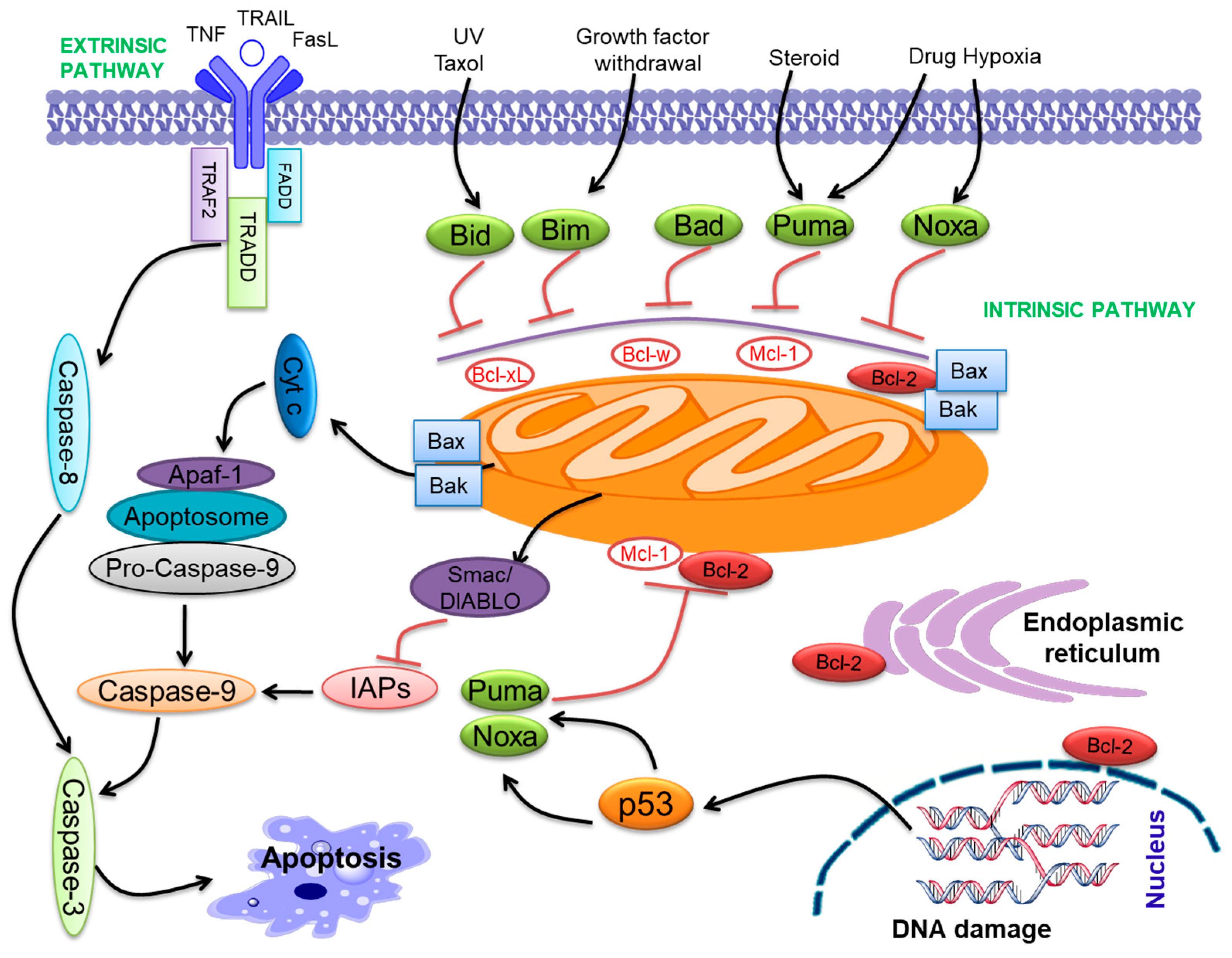 Ijms 22 10442 g001 Ijms 22 10442 g001