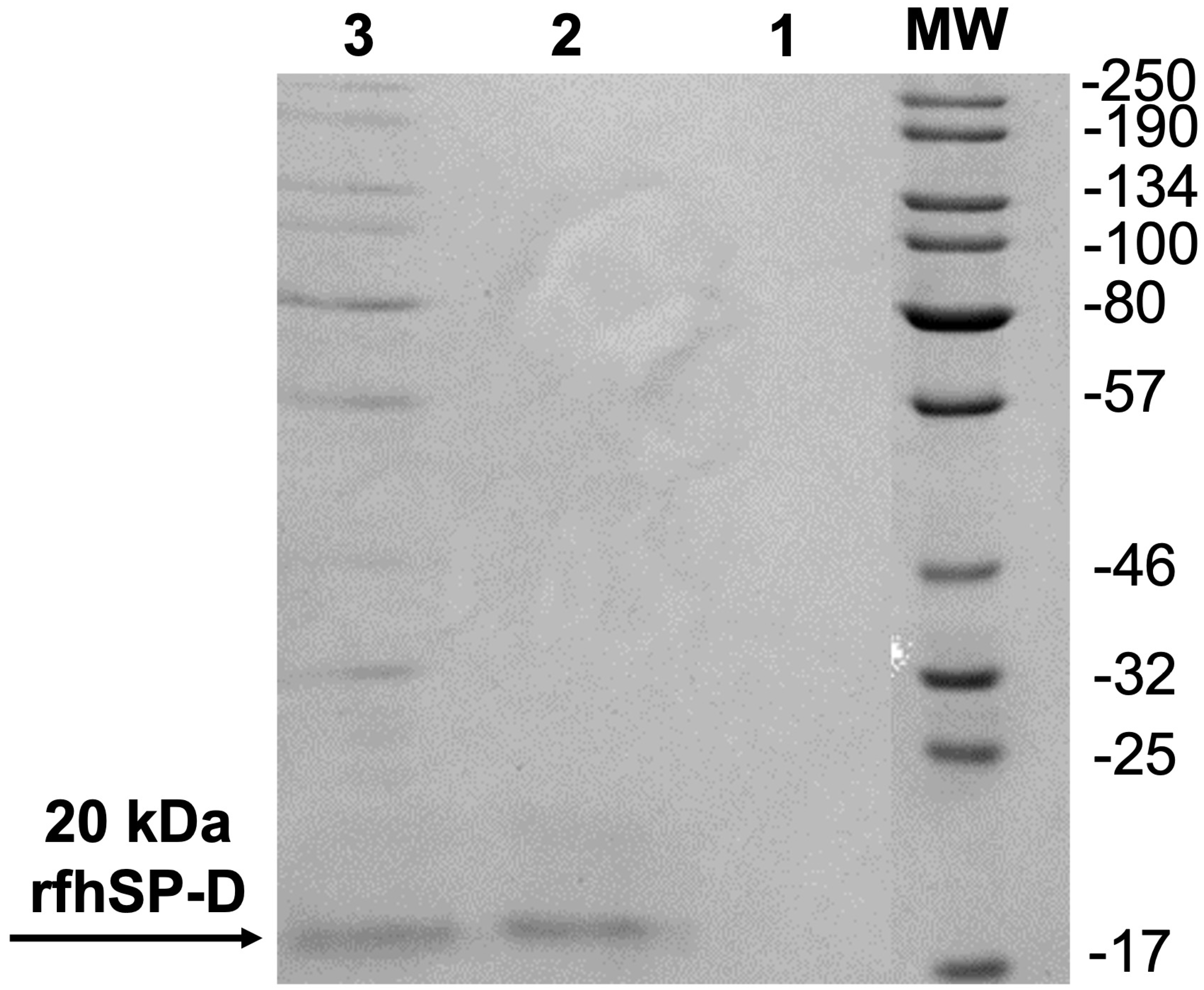 Ijms 22 10445 g001 550