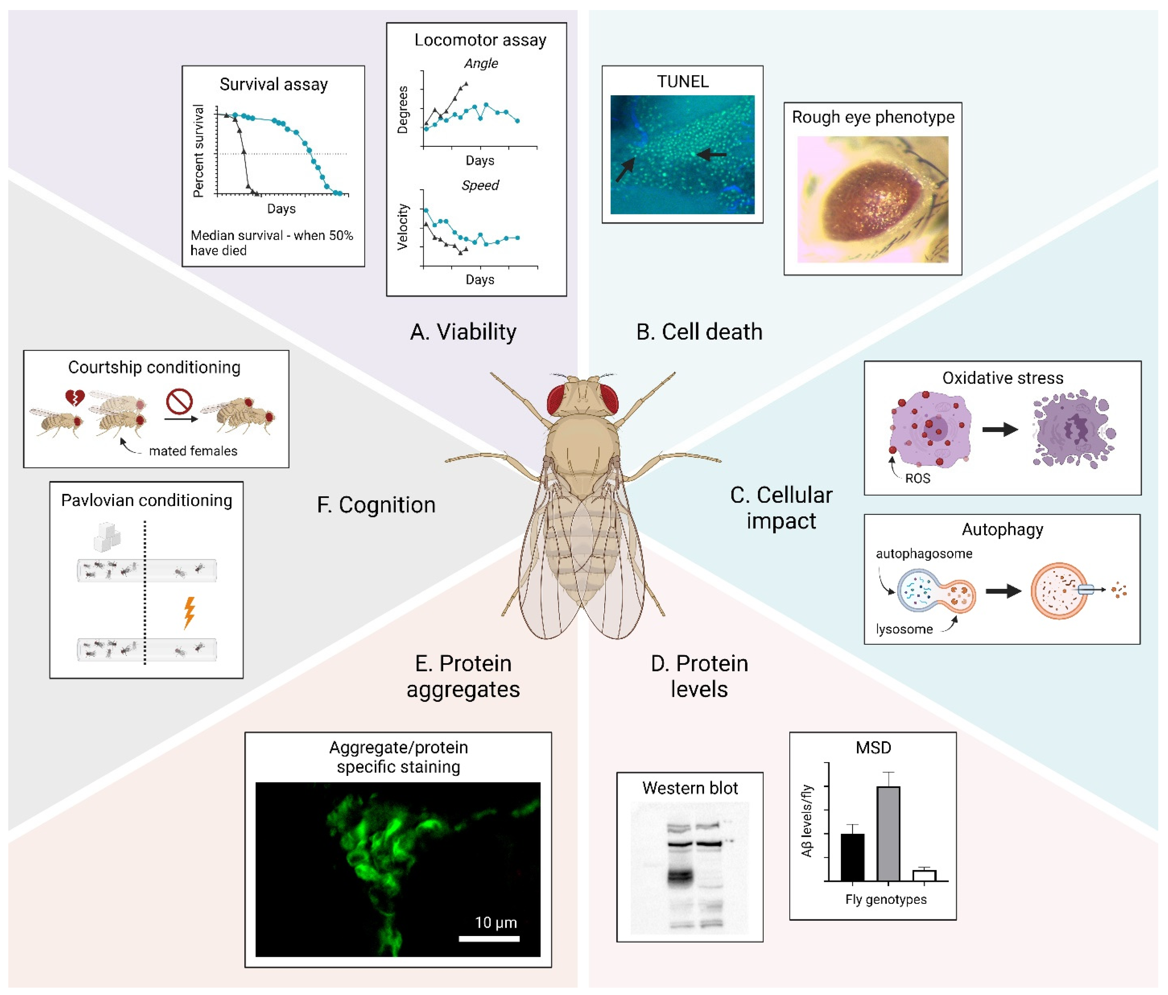 How Much Protein In A Fly