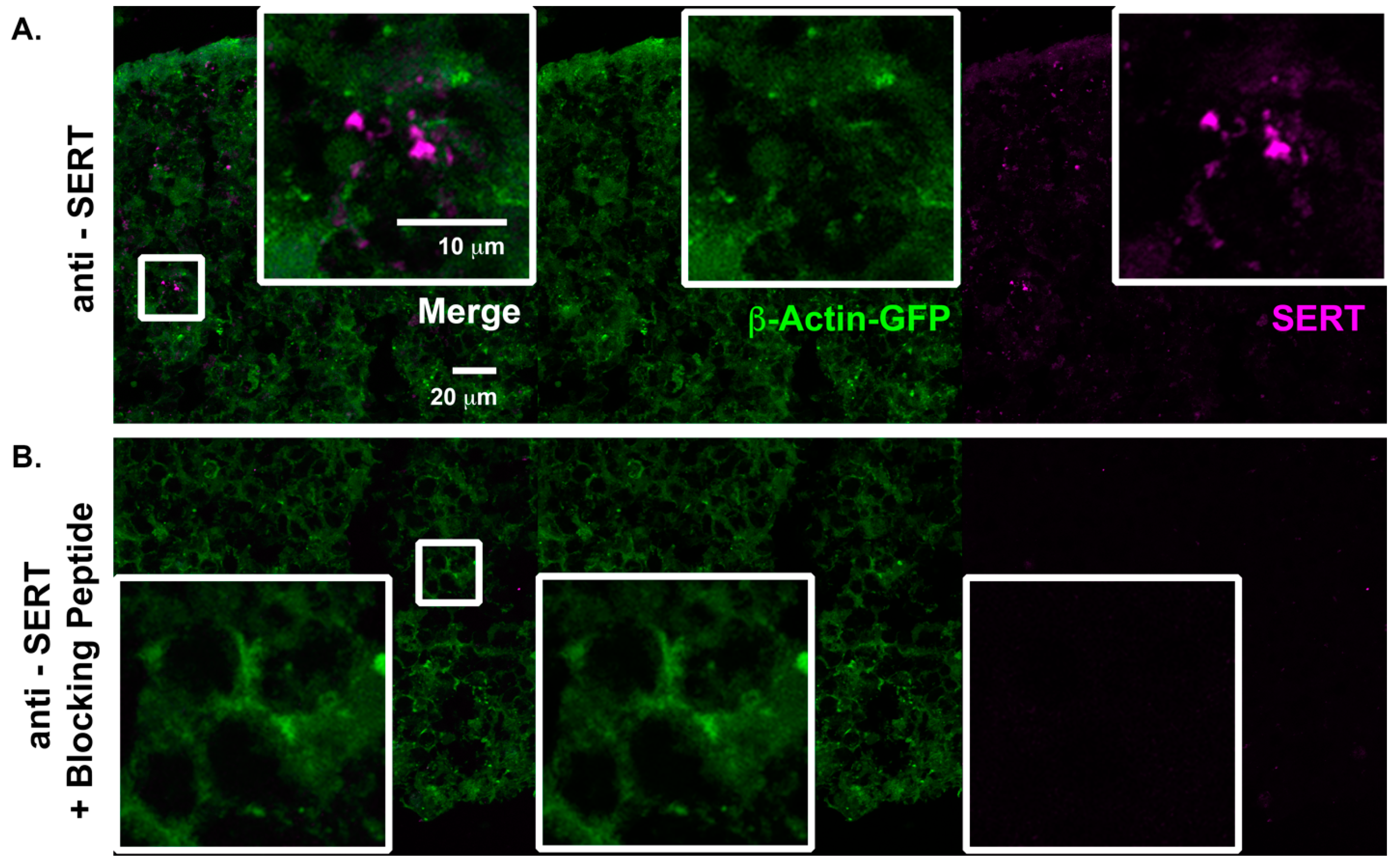 Ijms 22 10457 g002 550