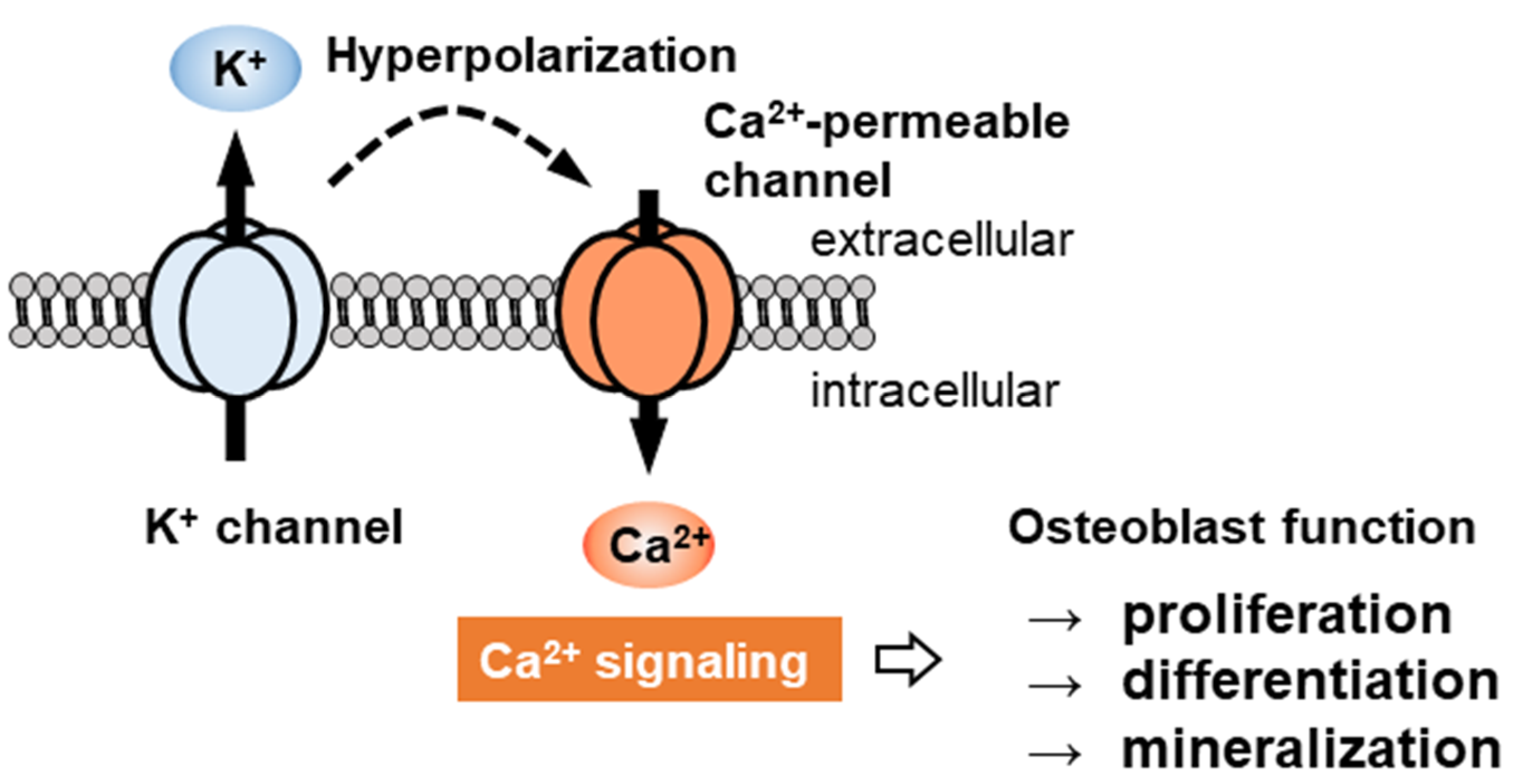 Ijms 22 10459 g002 550