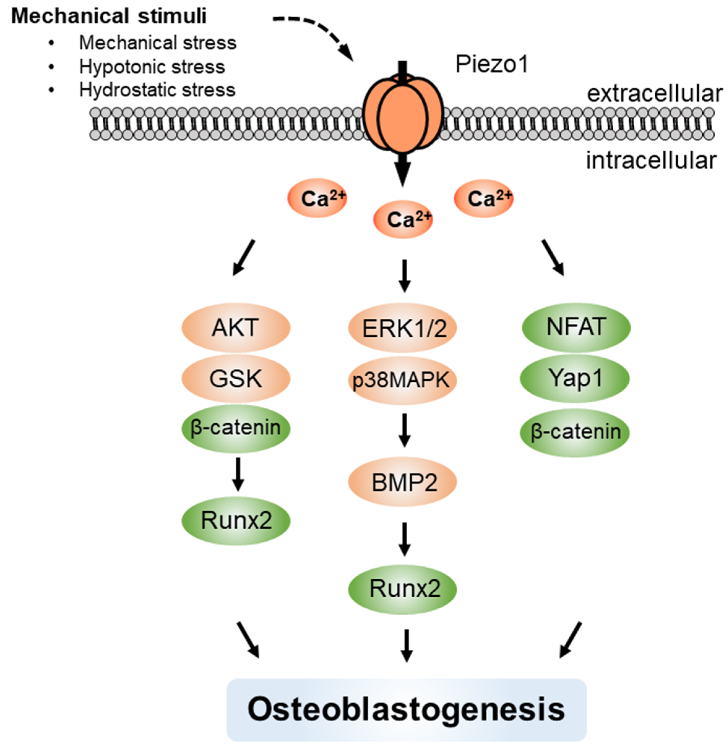 Ijms 22 10459 g004 550