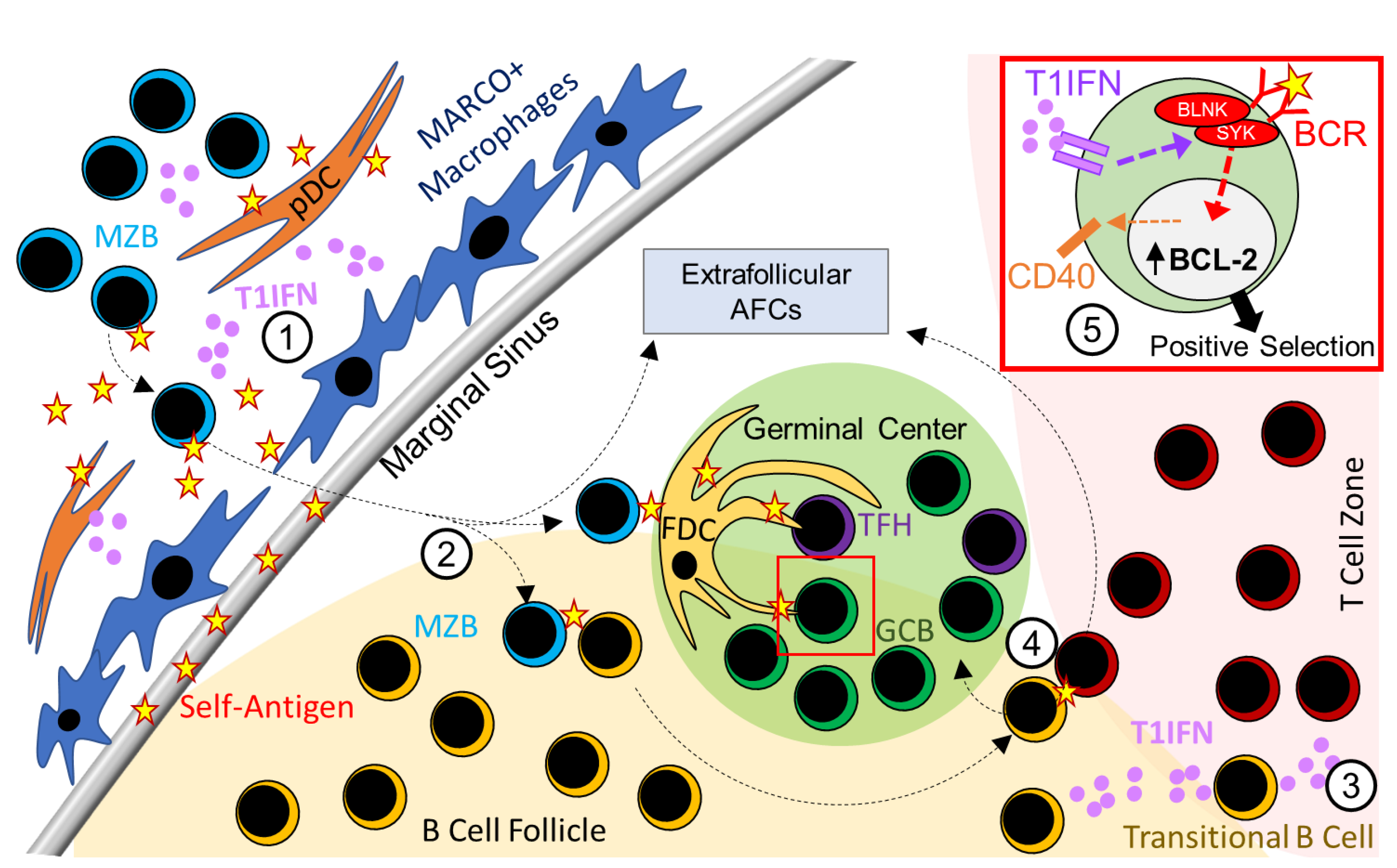 IJMS Free Full-Text Regulation of B