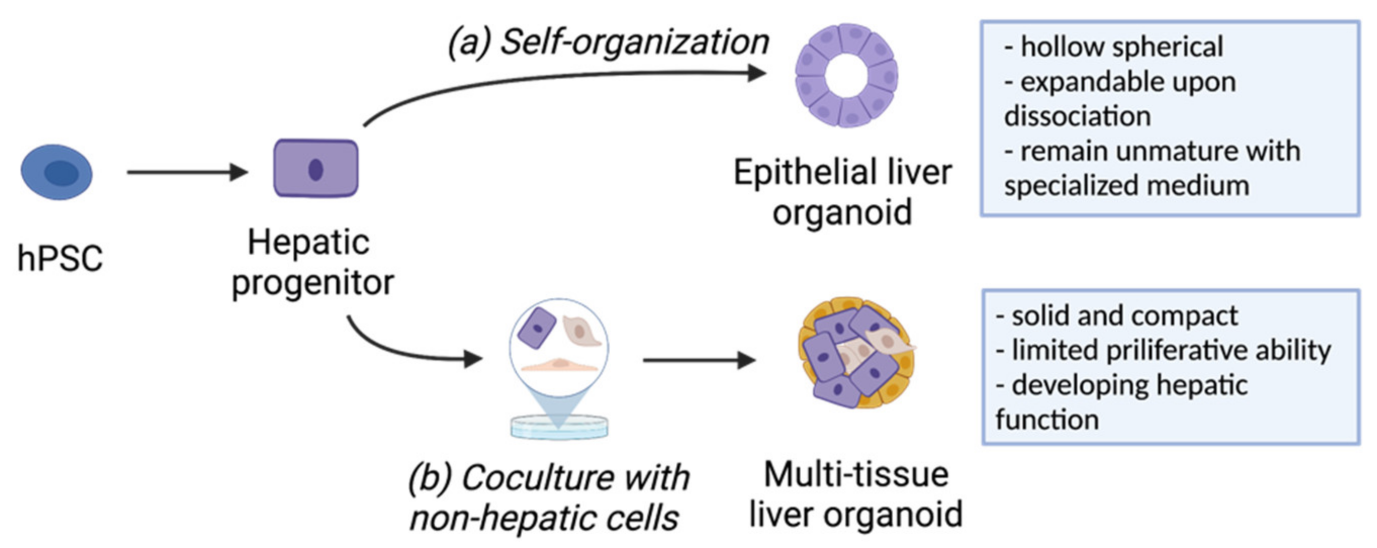 Ijms 22 10471 g002 550