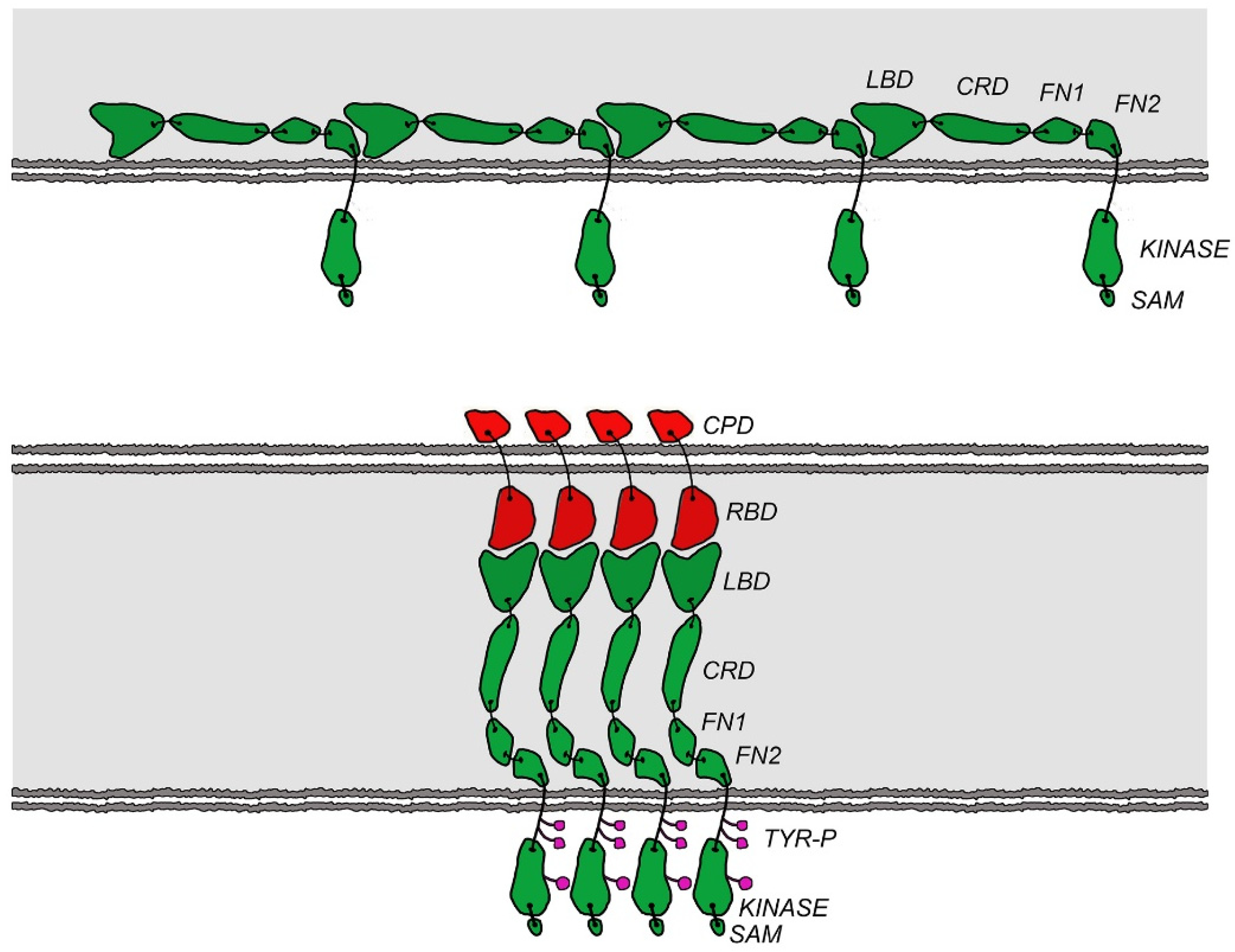 Ijms 22 10473 g005 Ijms 22 10473 g005