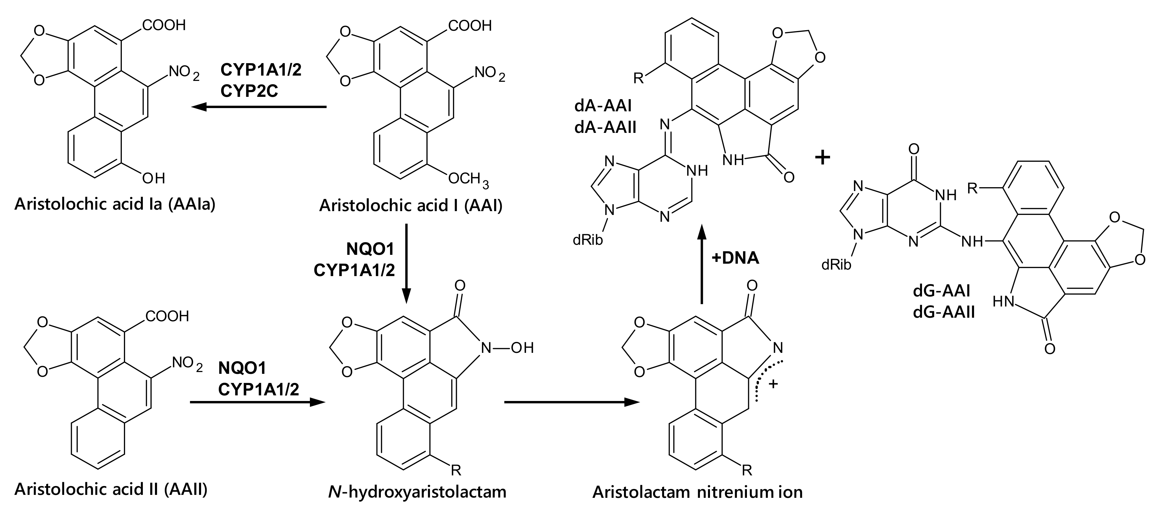 Ijms 22 10479 g001 Ijms 22 10479 g001