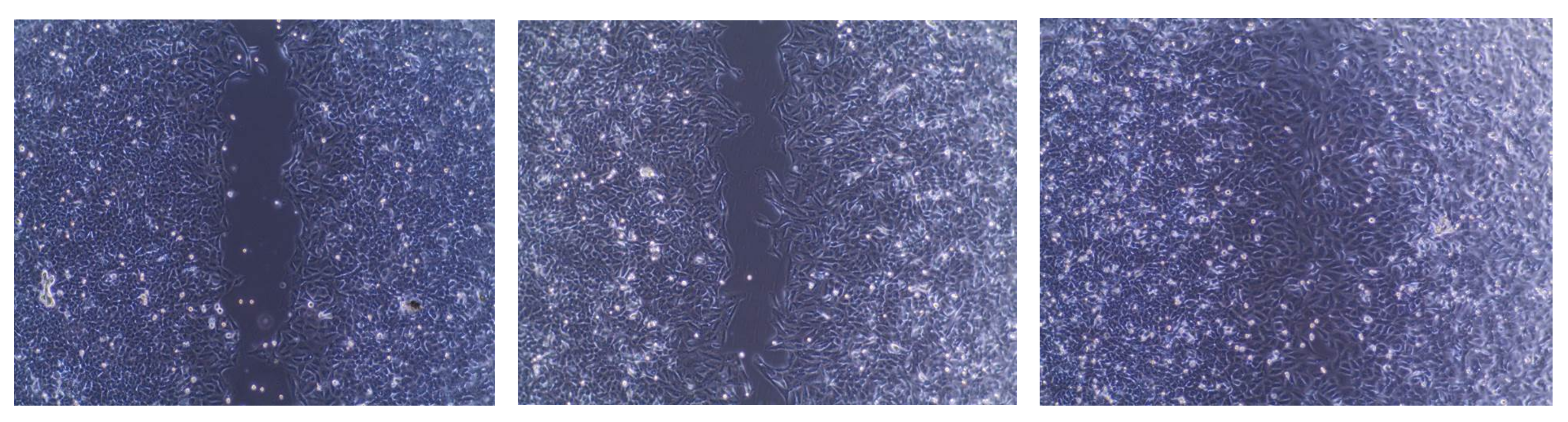 Ijms 22 10487 g002b 550