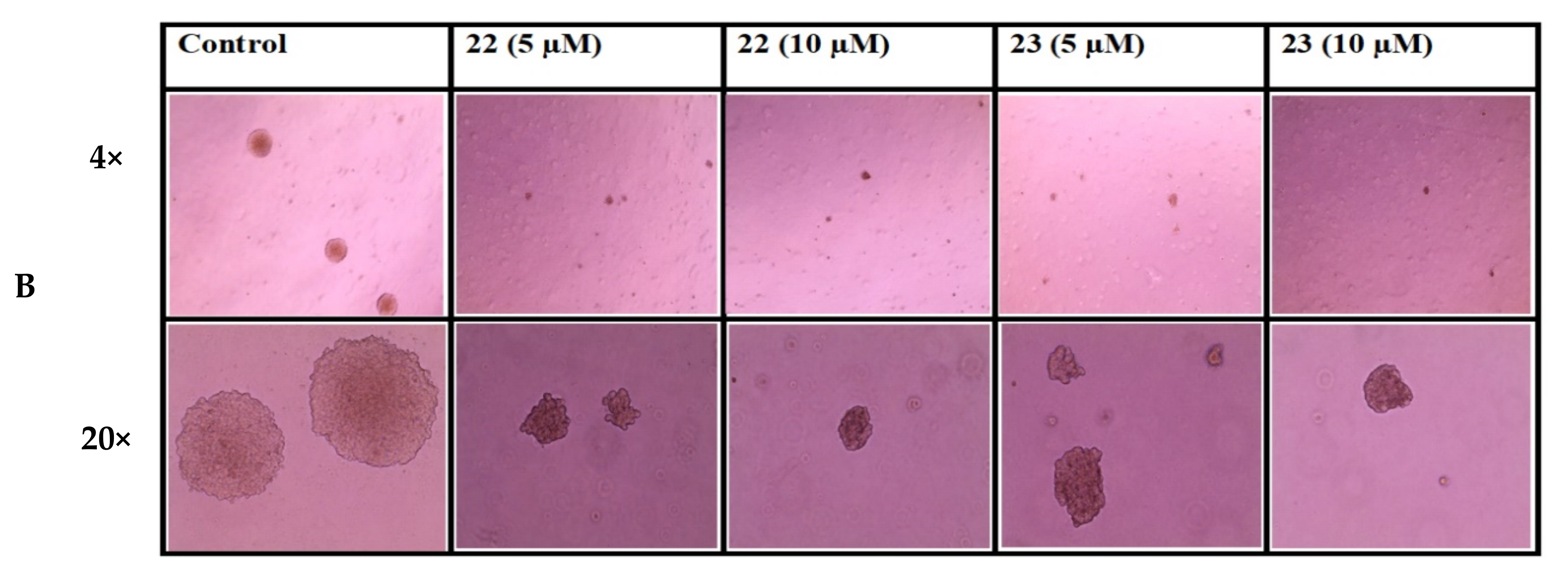 Ijms 22 10487 g003b 550