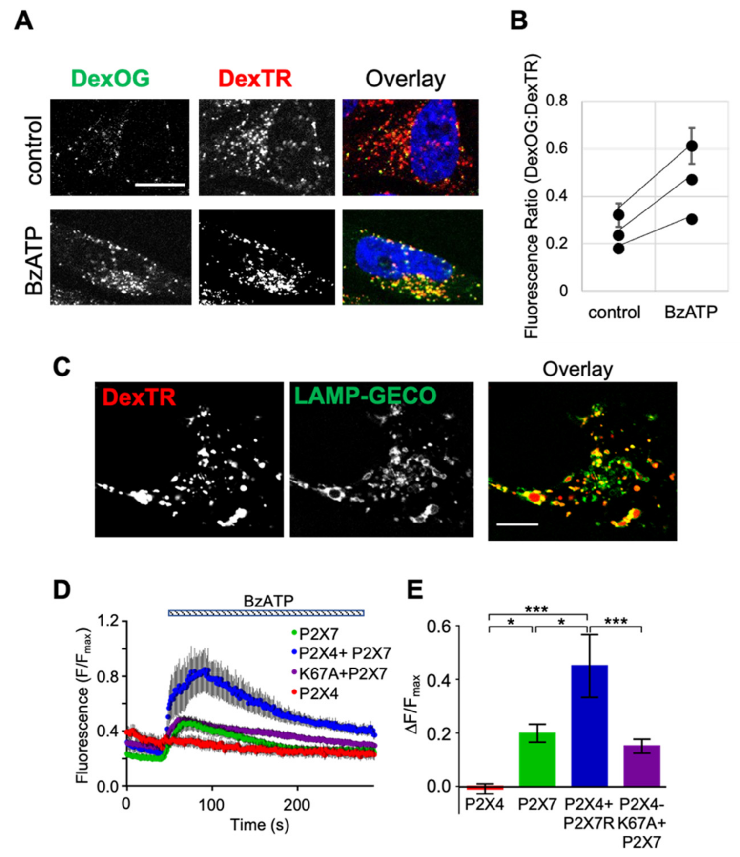 Ijms 22 10492 g003 Ijms 22 10492 g003