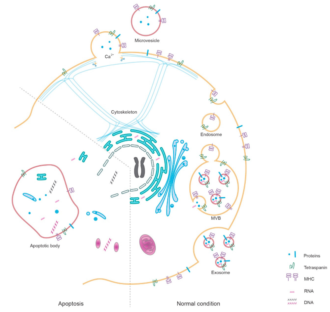 Ijms 22 10499 g001 550