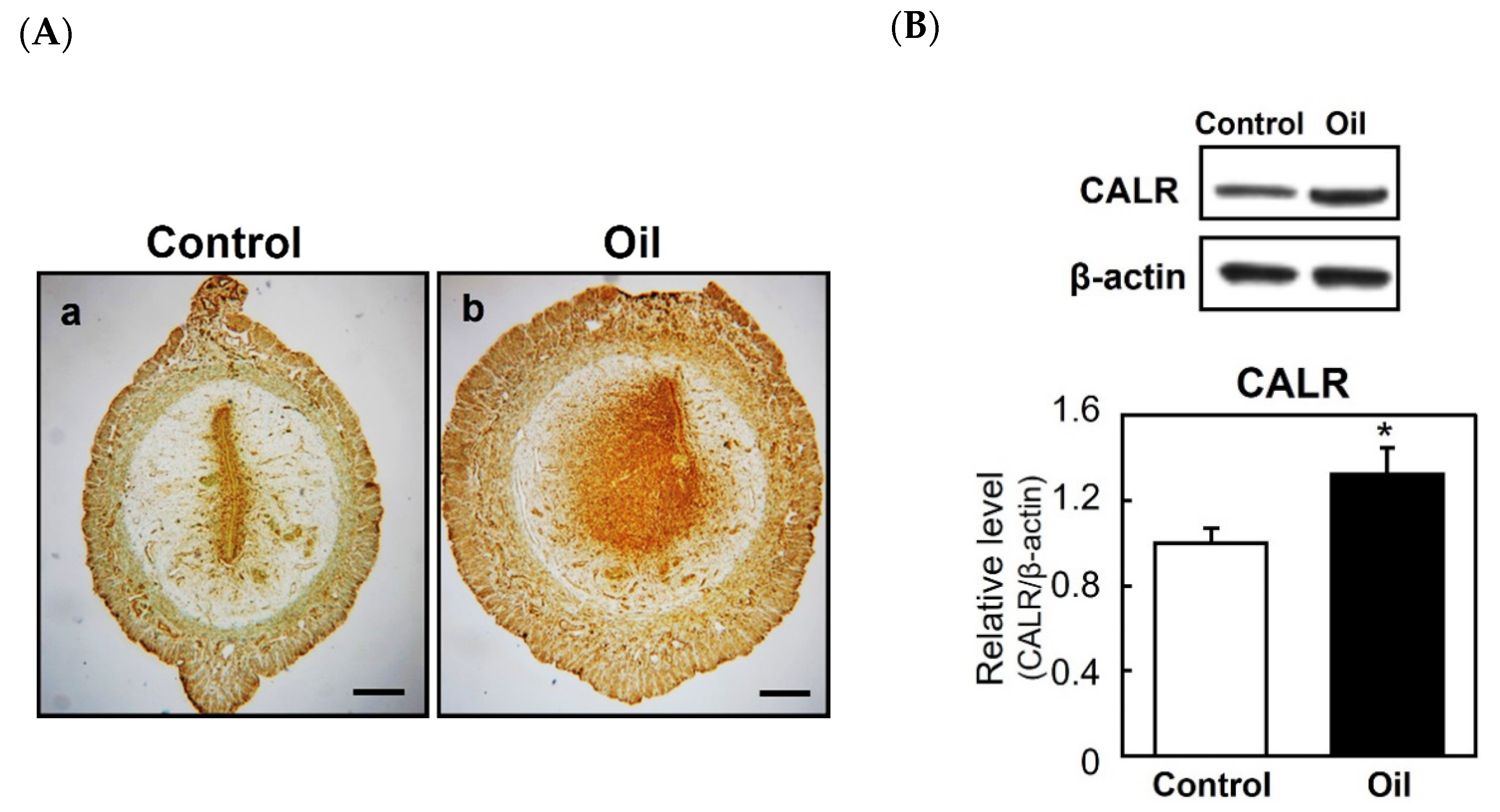 Ijms 22 10505 g003 Ijms 22 10505 g003