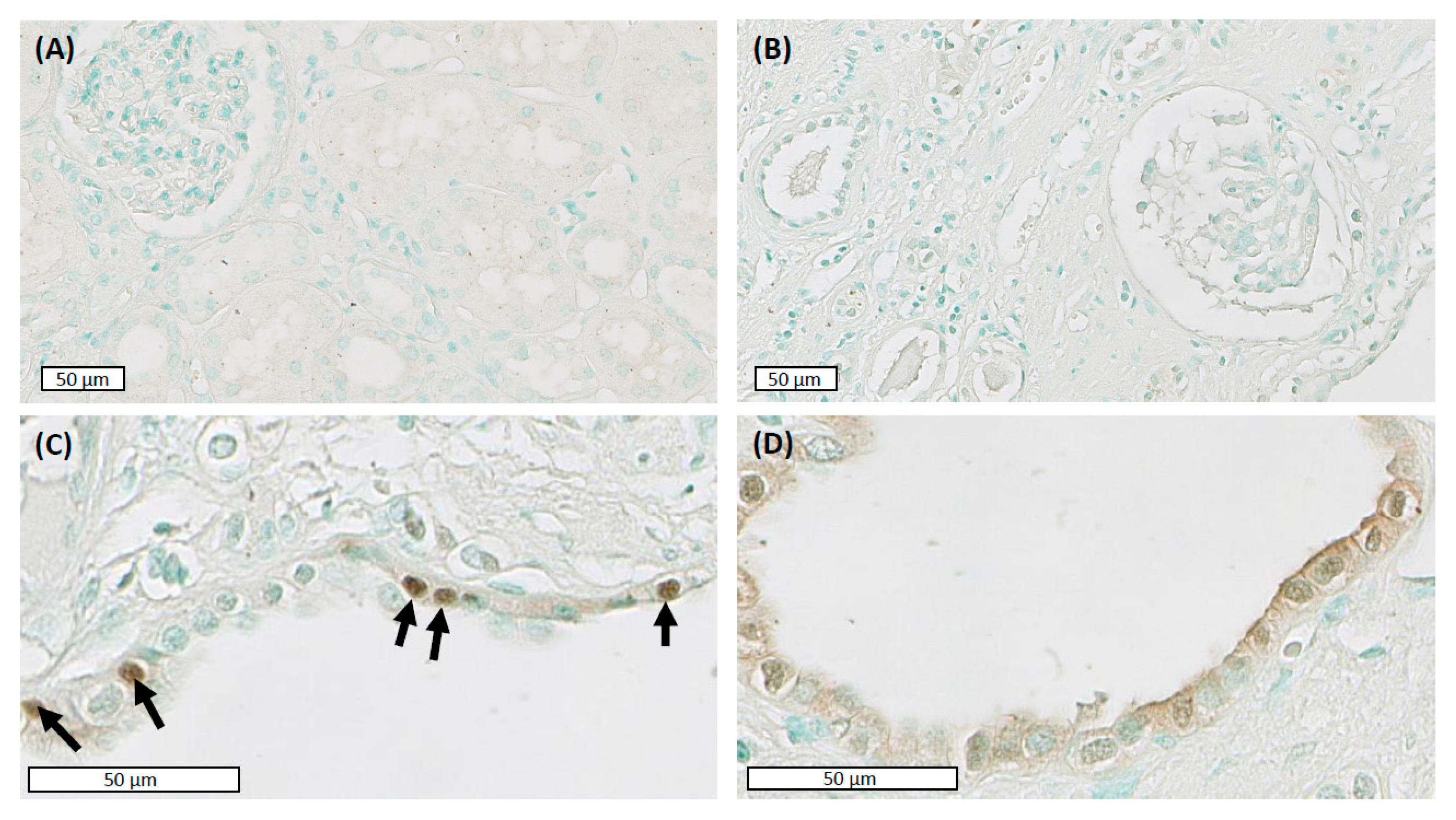 Ijms 22 10512 g001 550