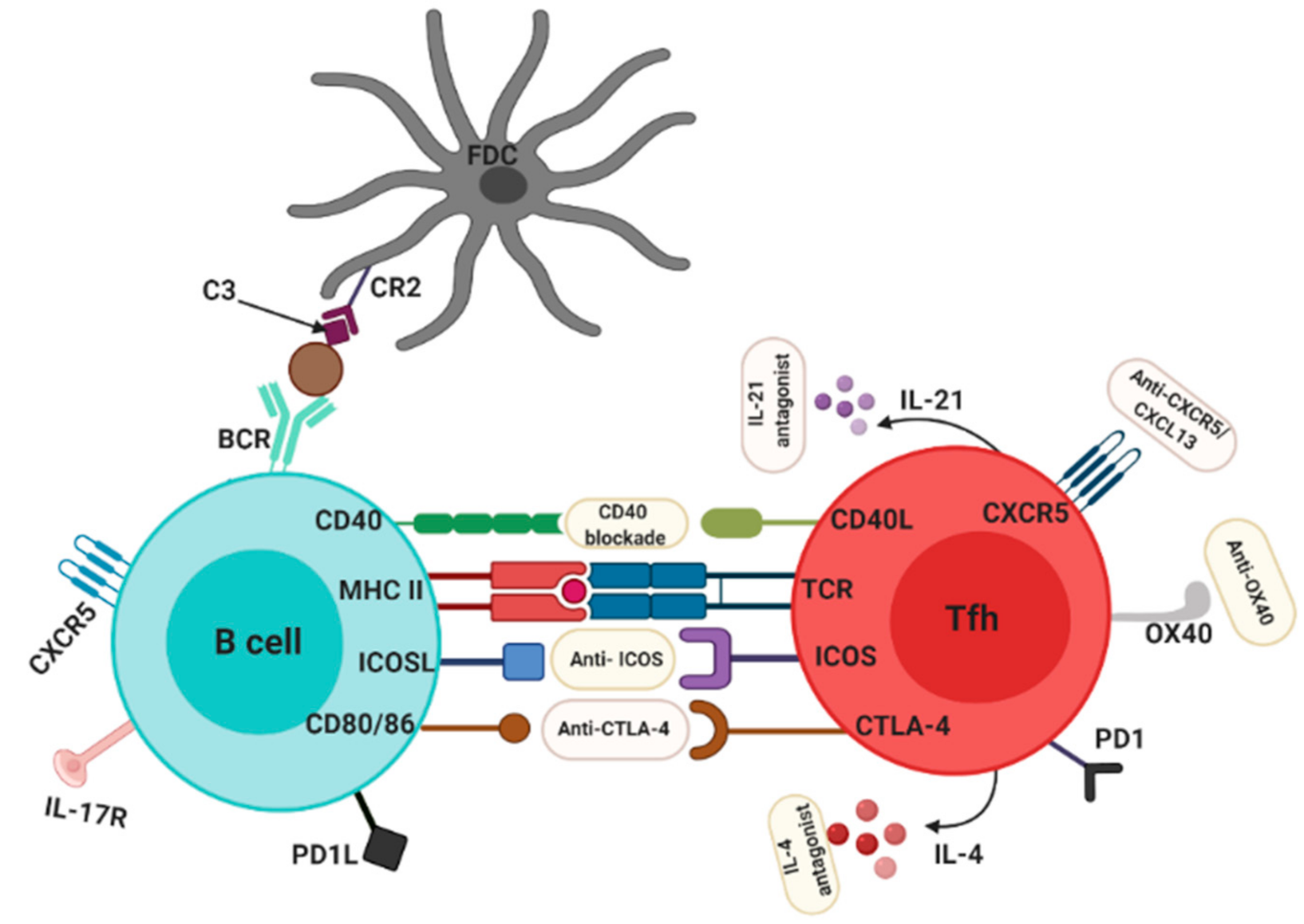 Ijms 22 10514 g002 550
