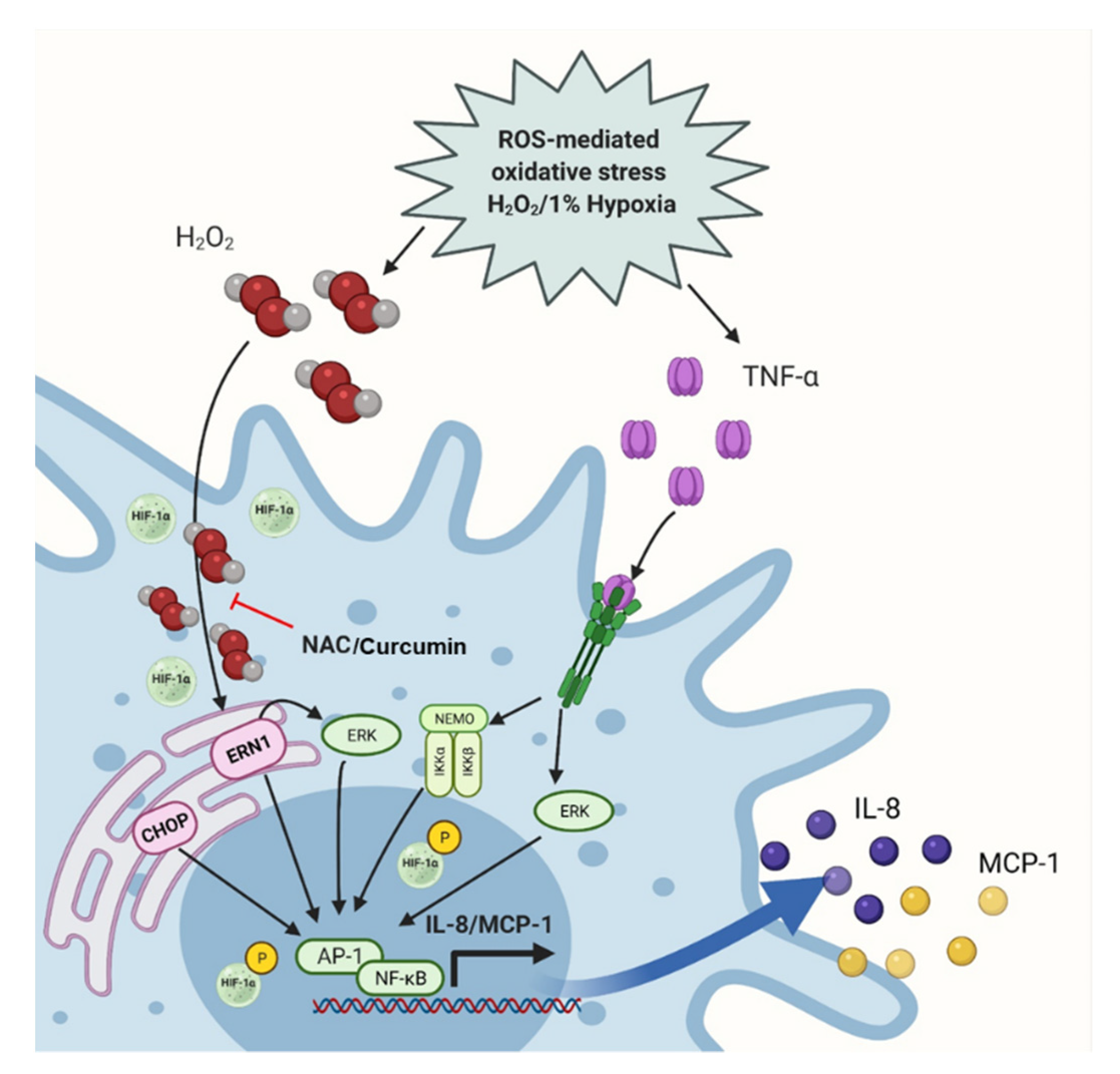 Ijms 22 10519 g011 Ijms 22 10519 g011