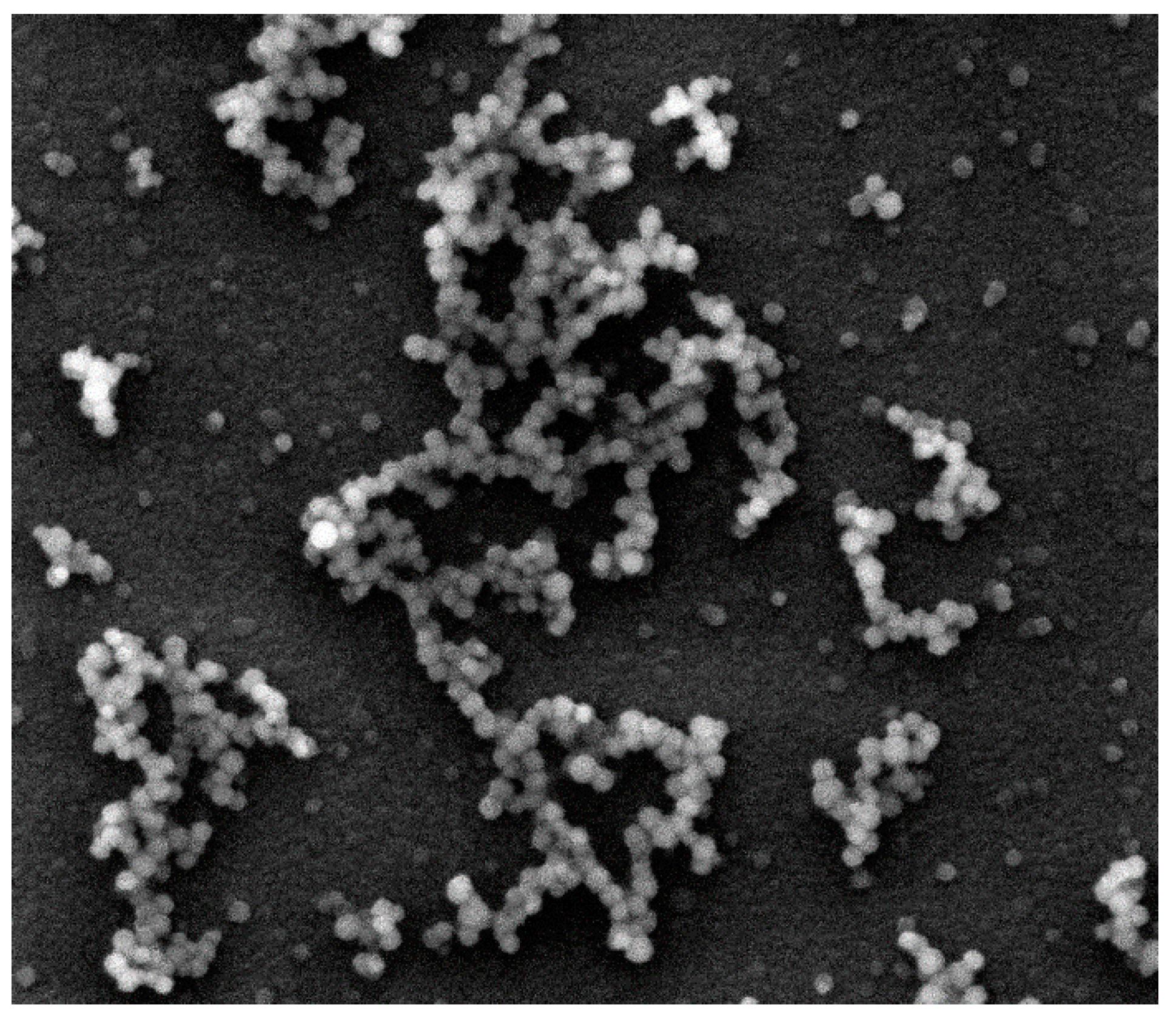 Ijms 22 10521 g004 550