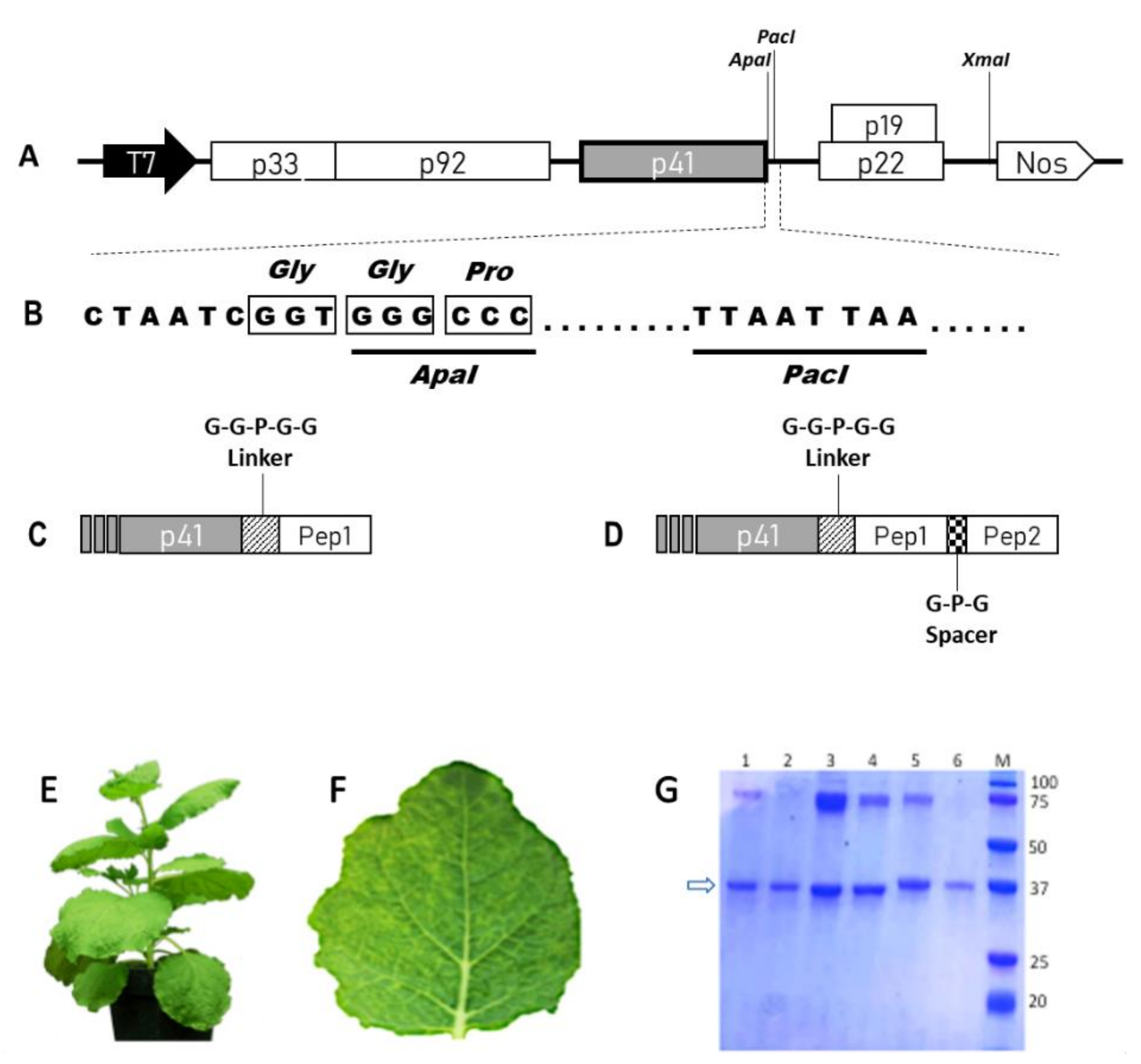 Ijms 22 10523 g001 550