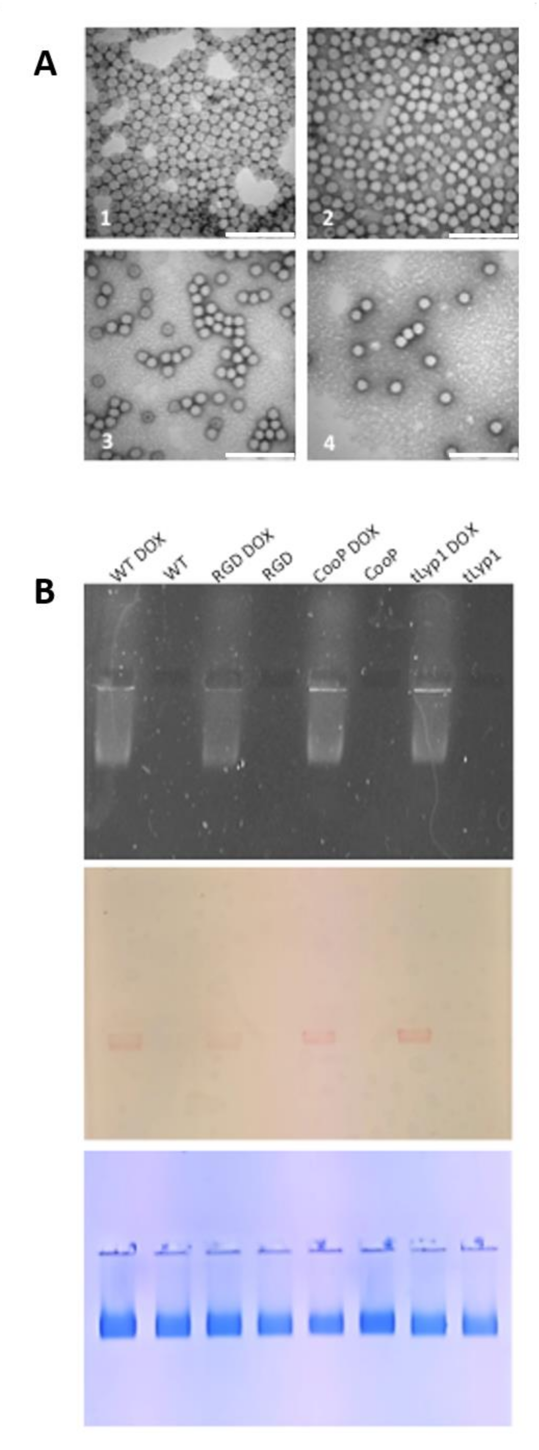 Ijms 22 10523 g005 550