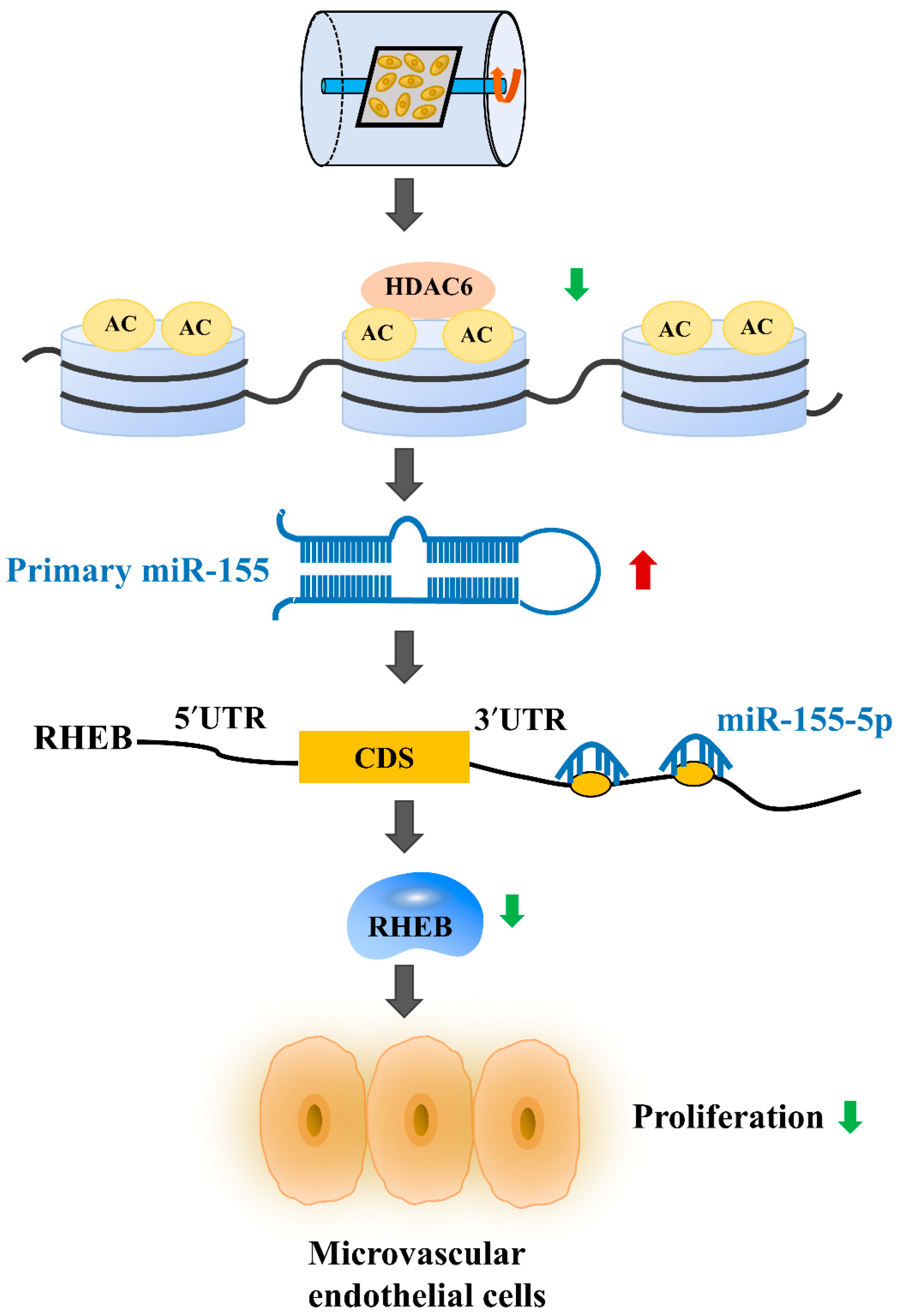 Ijms 22 10527 g008 550
