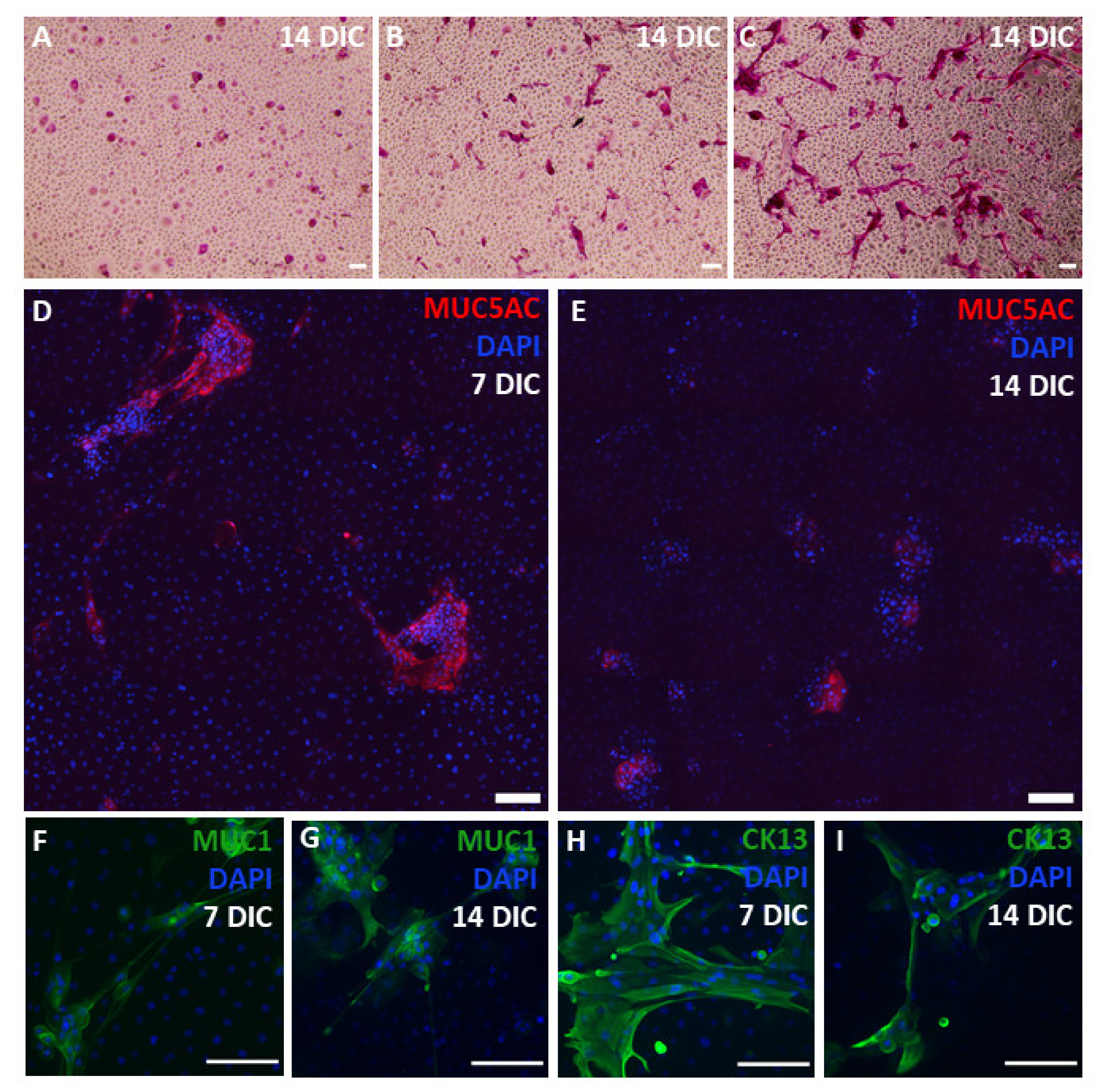 Ijms 22 10528 g004 550