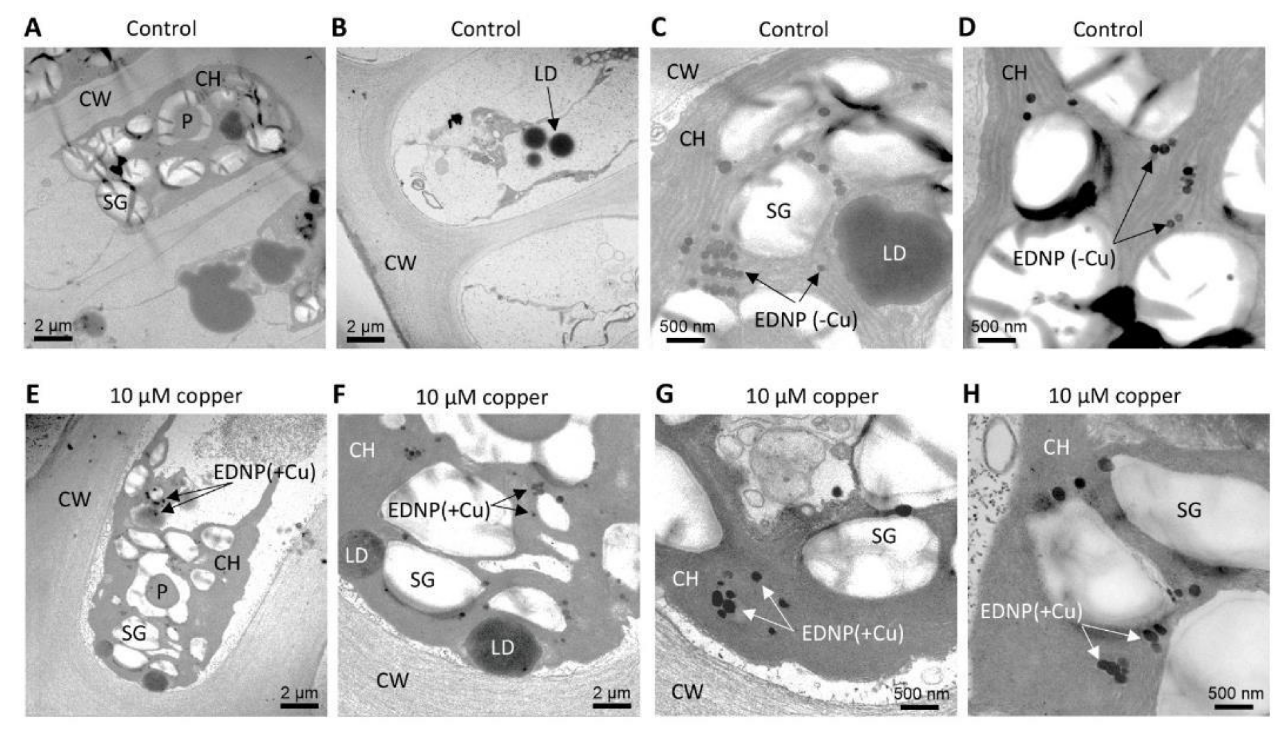 Ijms 22 10531 g006 Ijms 22 10531 g006