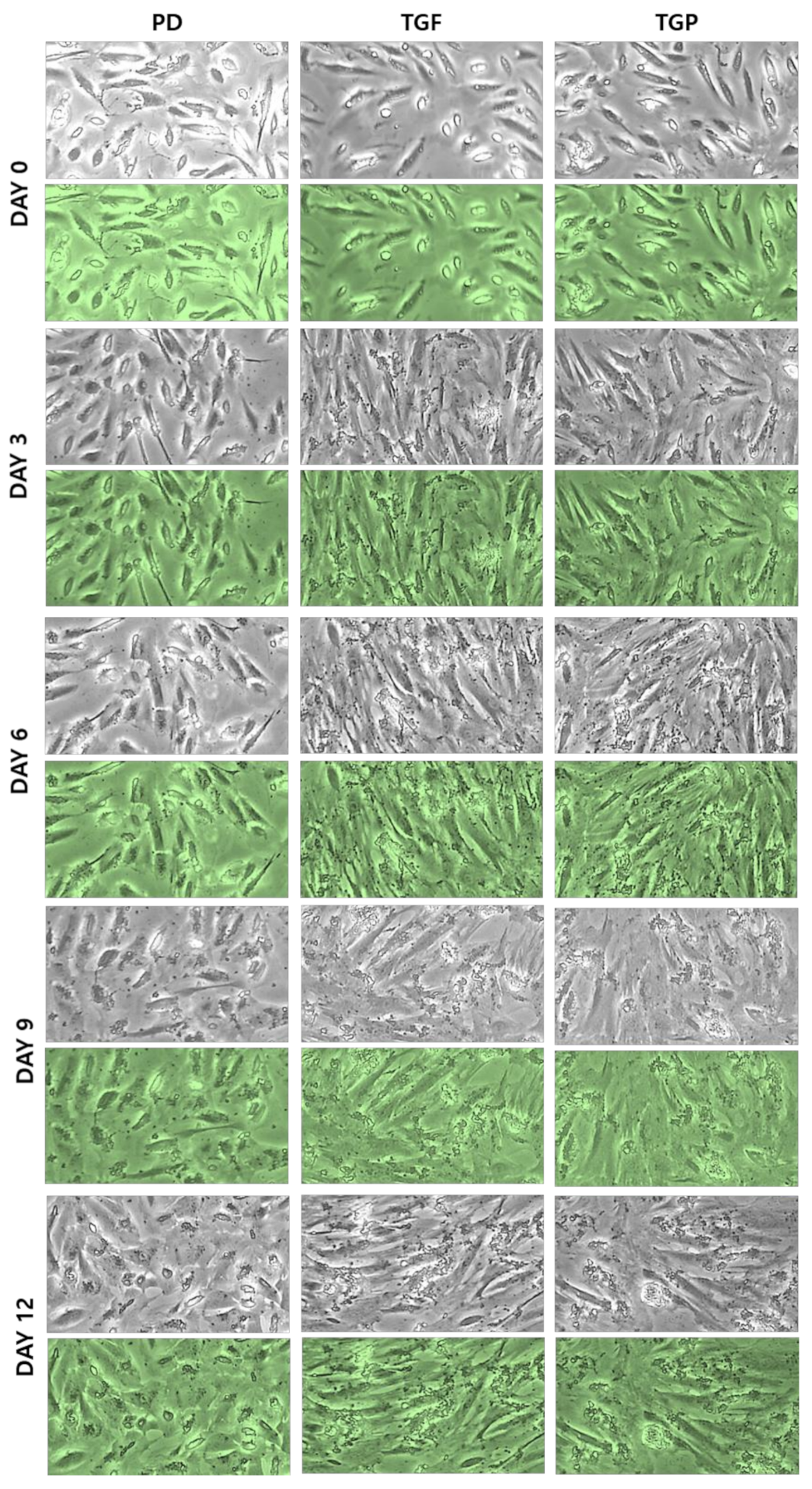 Ijms 22 10532 g001 550