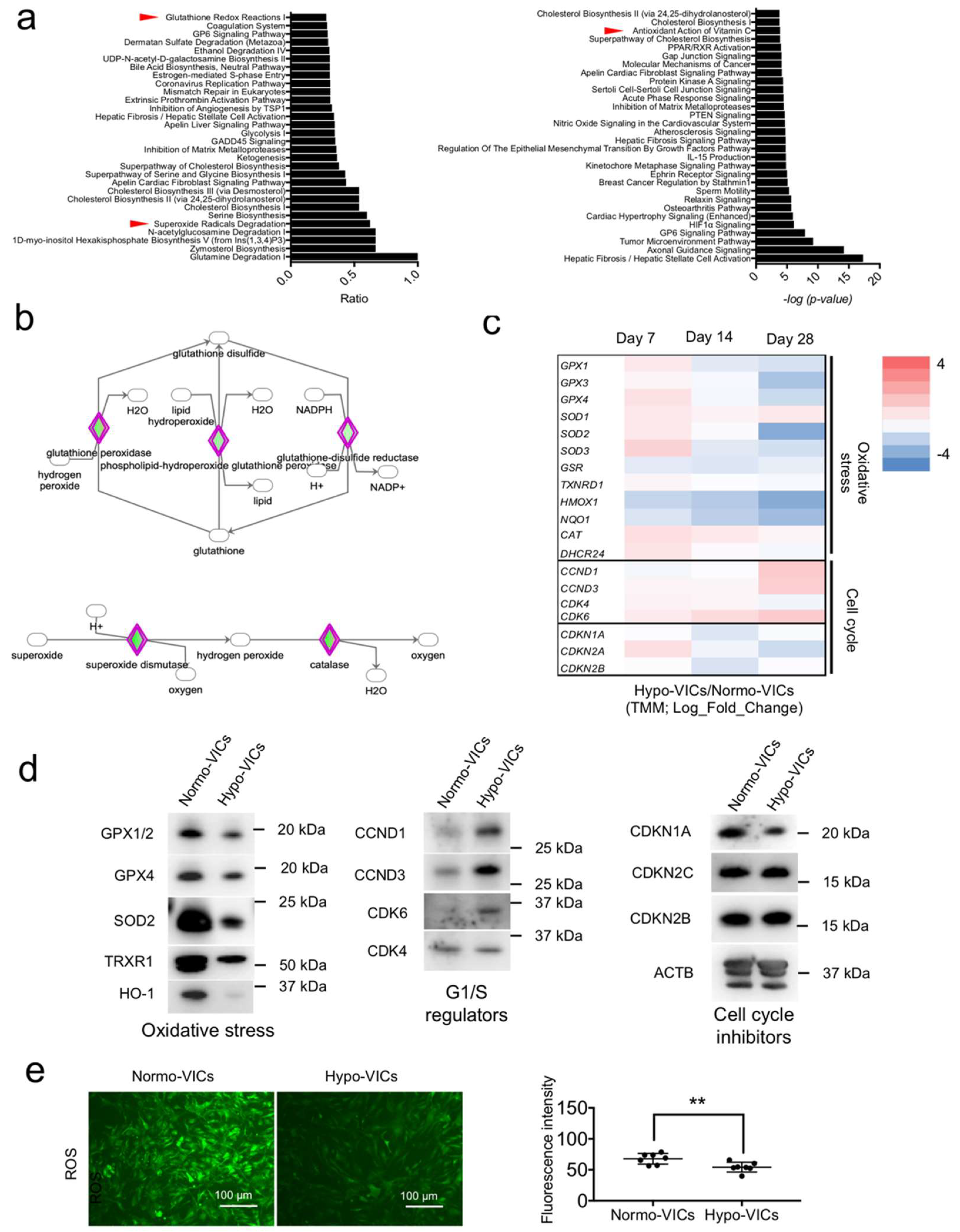 Ijms 22 10534 g003 550