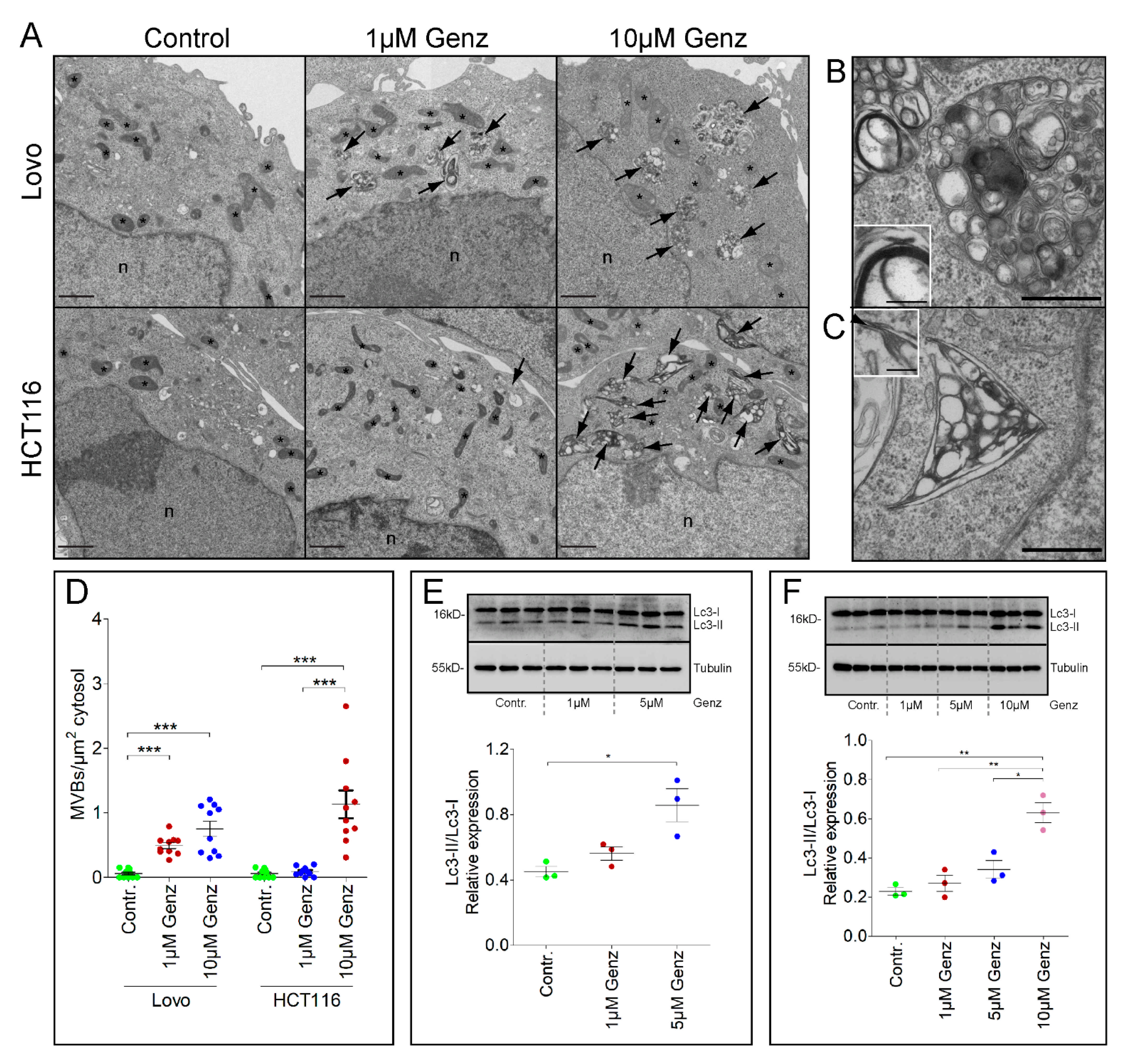 Ijms 22 10539 g005 Ijms 22 10539 g005