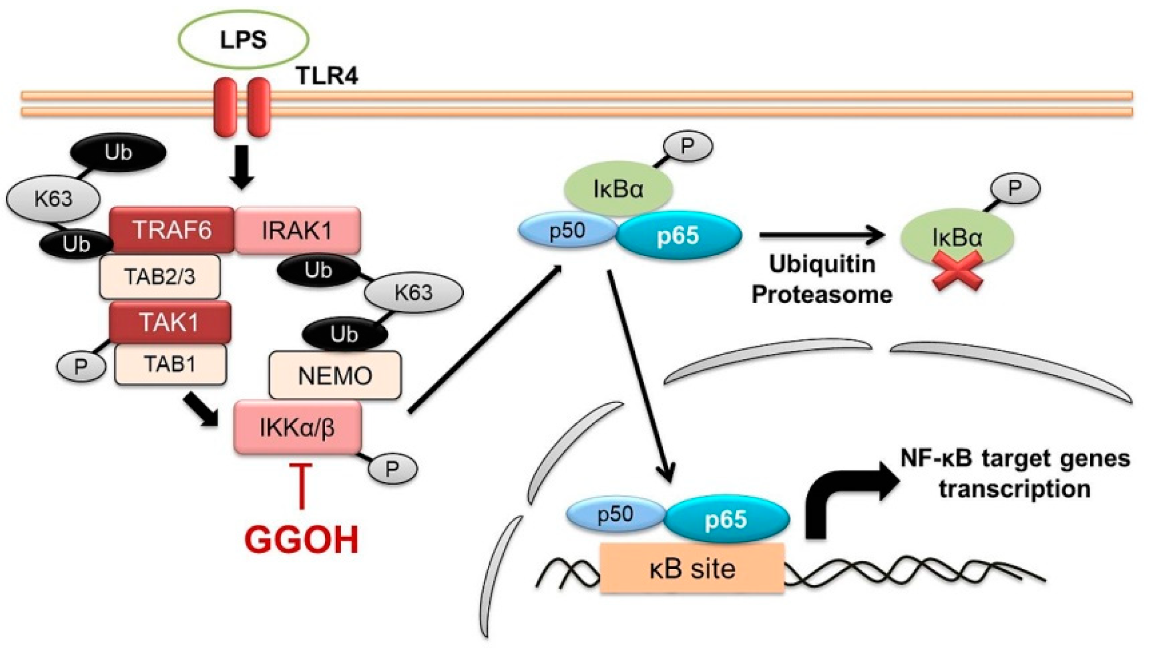 Ijms 22 10543 g008 Ijms 22 10543 g008