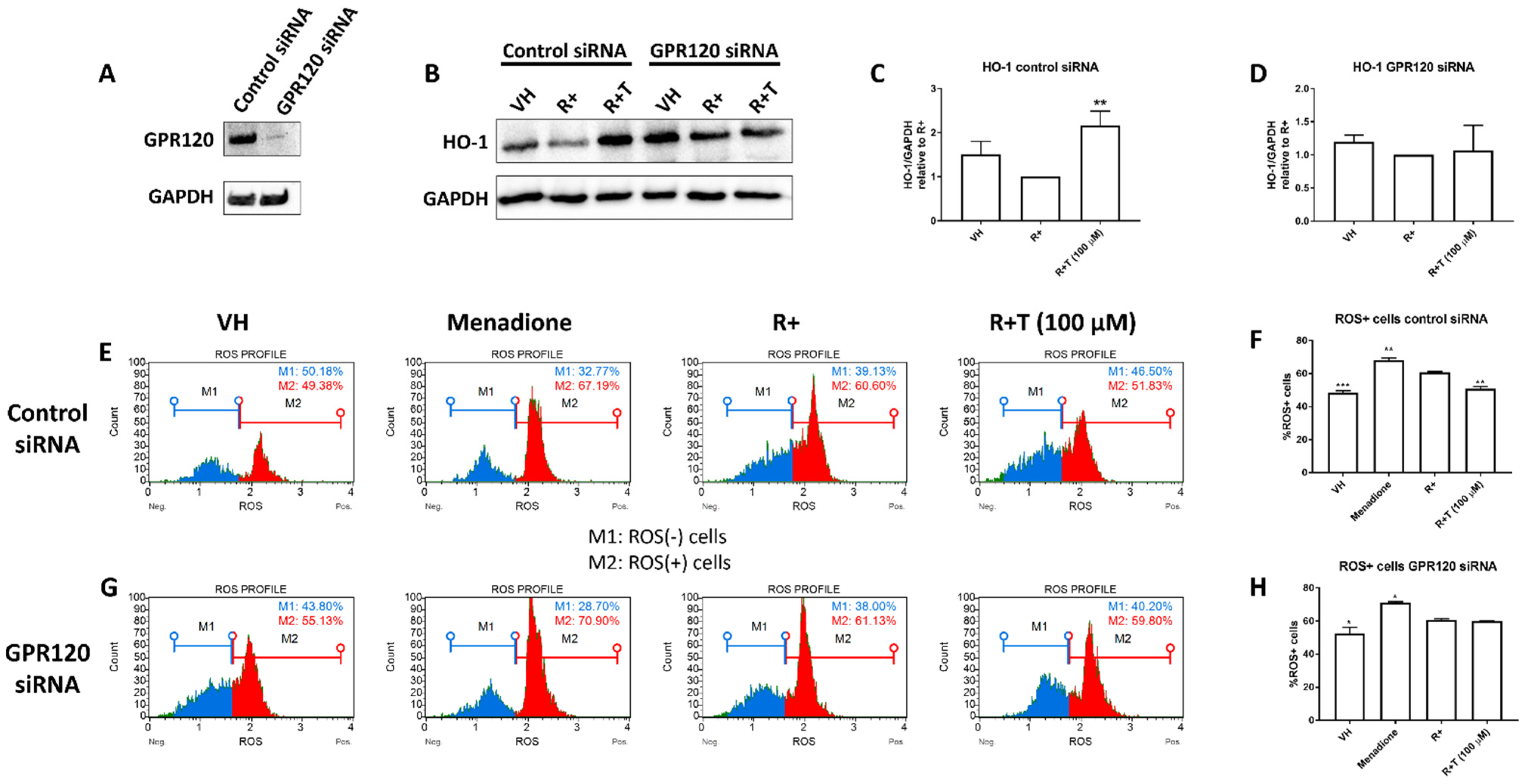 Ijms 22 10544 g004 Ijms 22 10544 g004