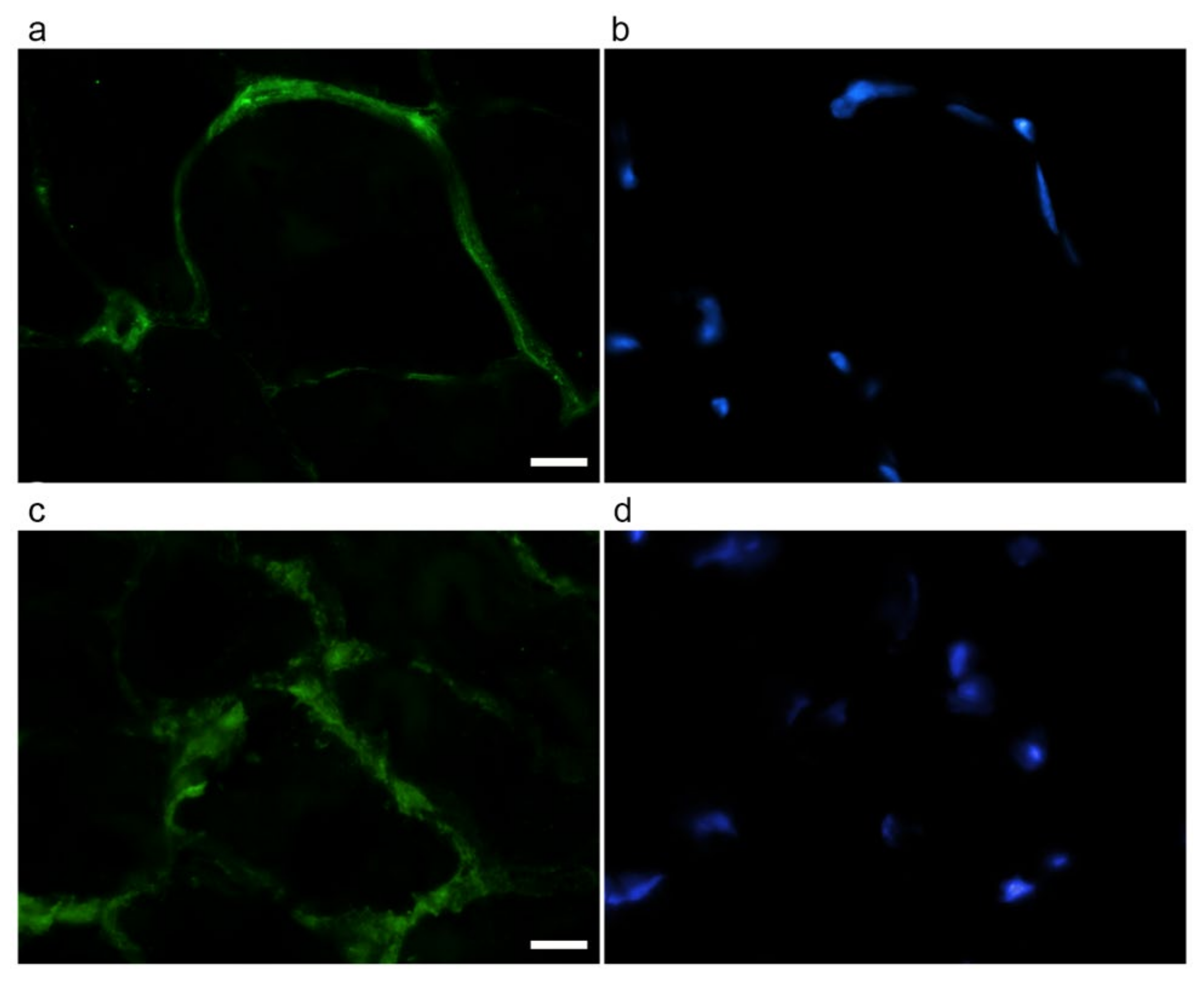 Ijms 22 10564 g005 550