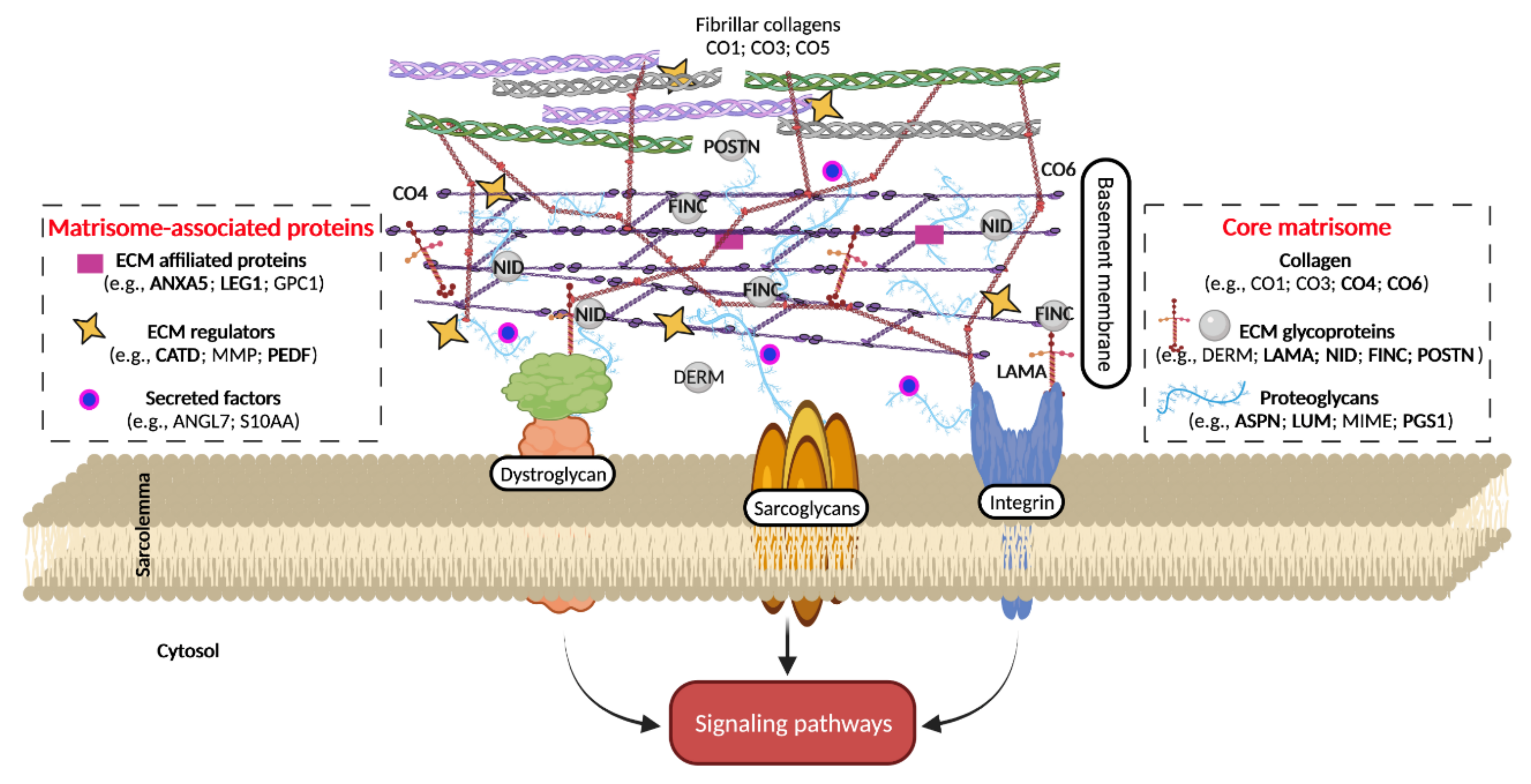 Ijms 22 10564 g006 550