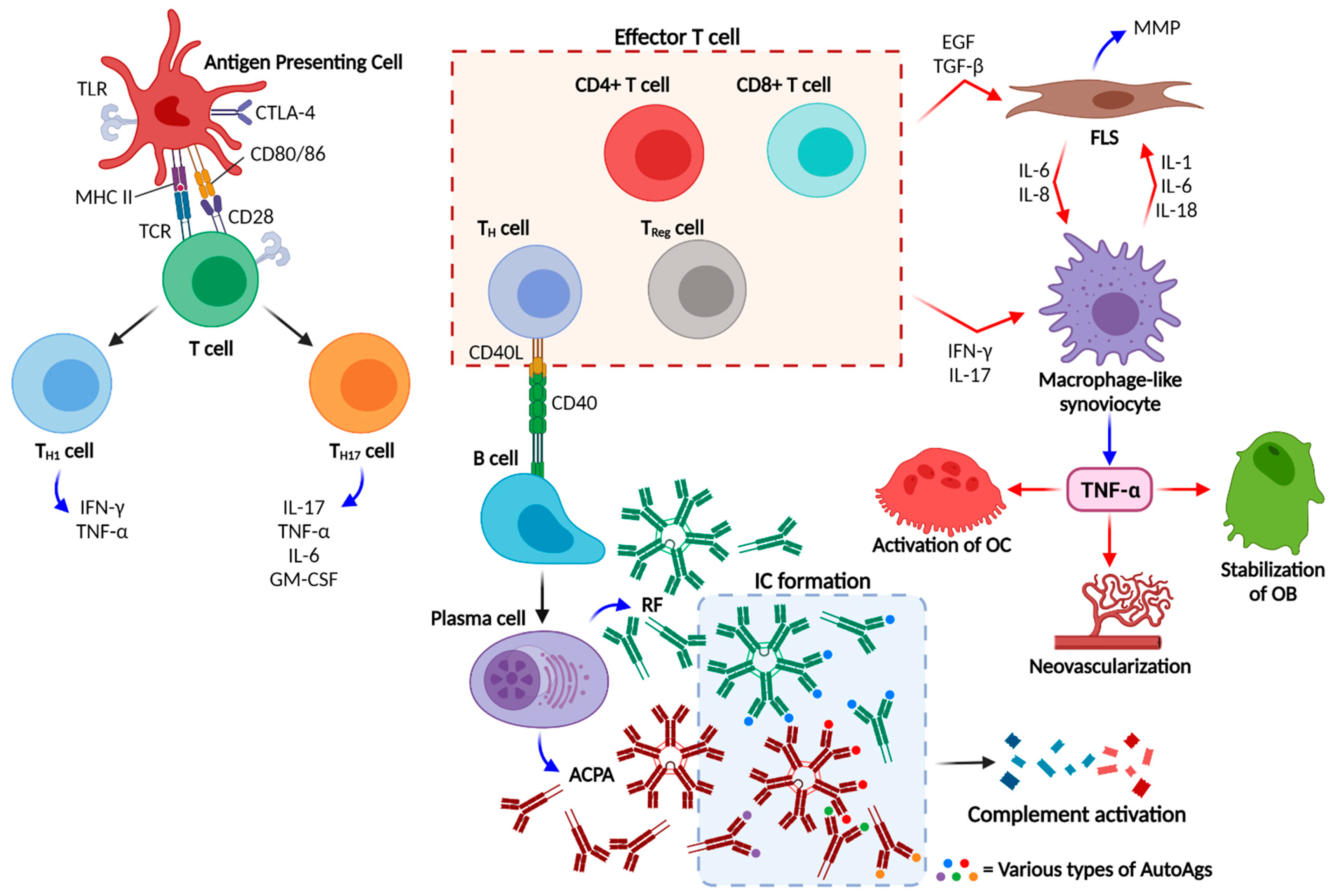 rheumatoid arthritis pathogenesis a csípőízület ízületi gyulladása 2 fokos kezelés