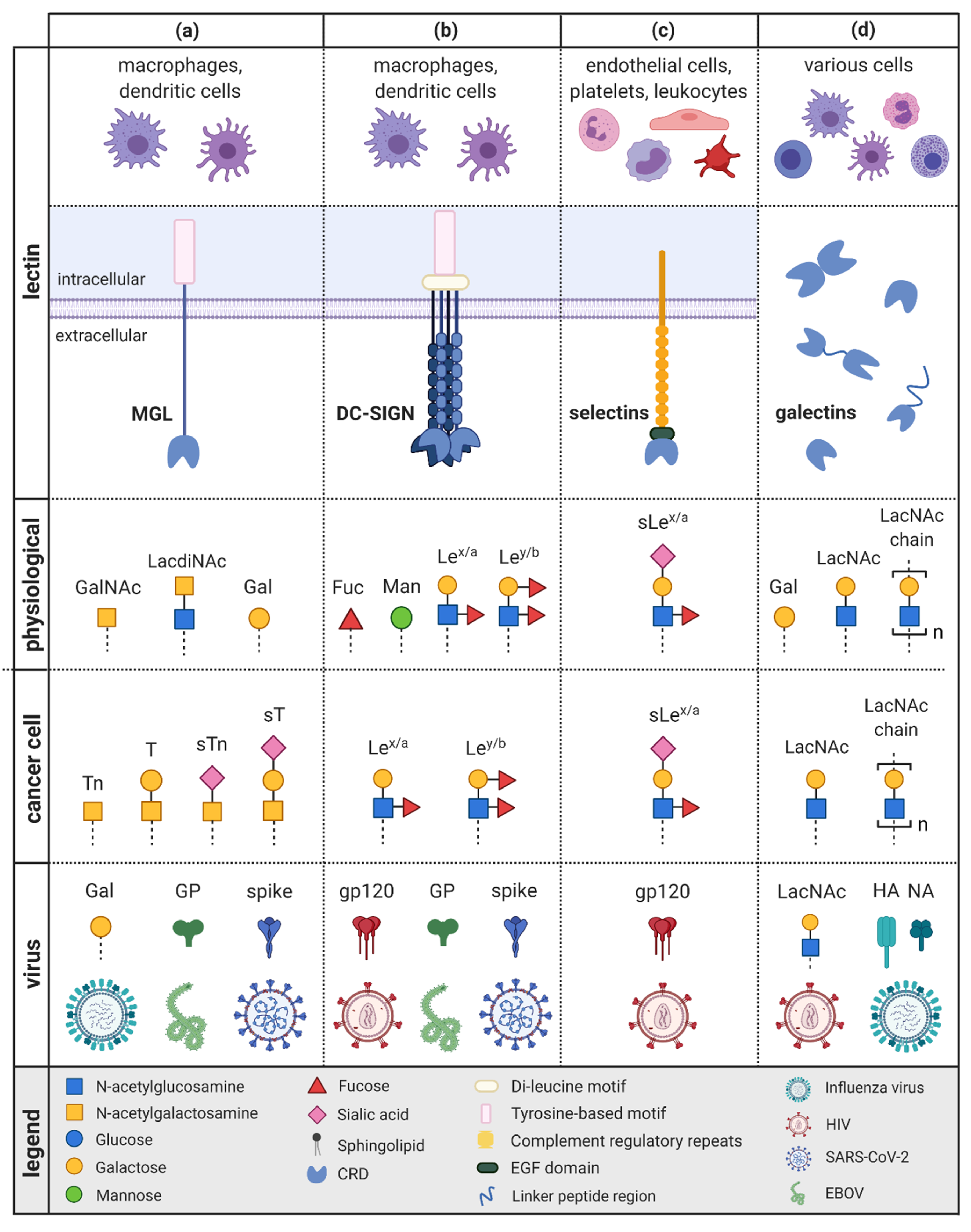Ijms 22 10577 g002 Ijms 22 10577 g002
