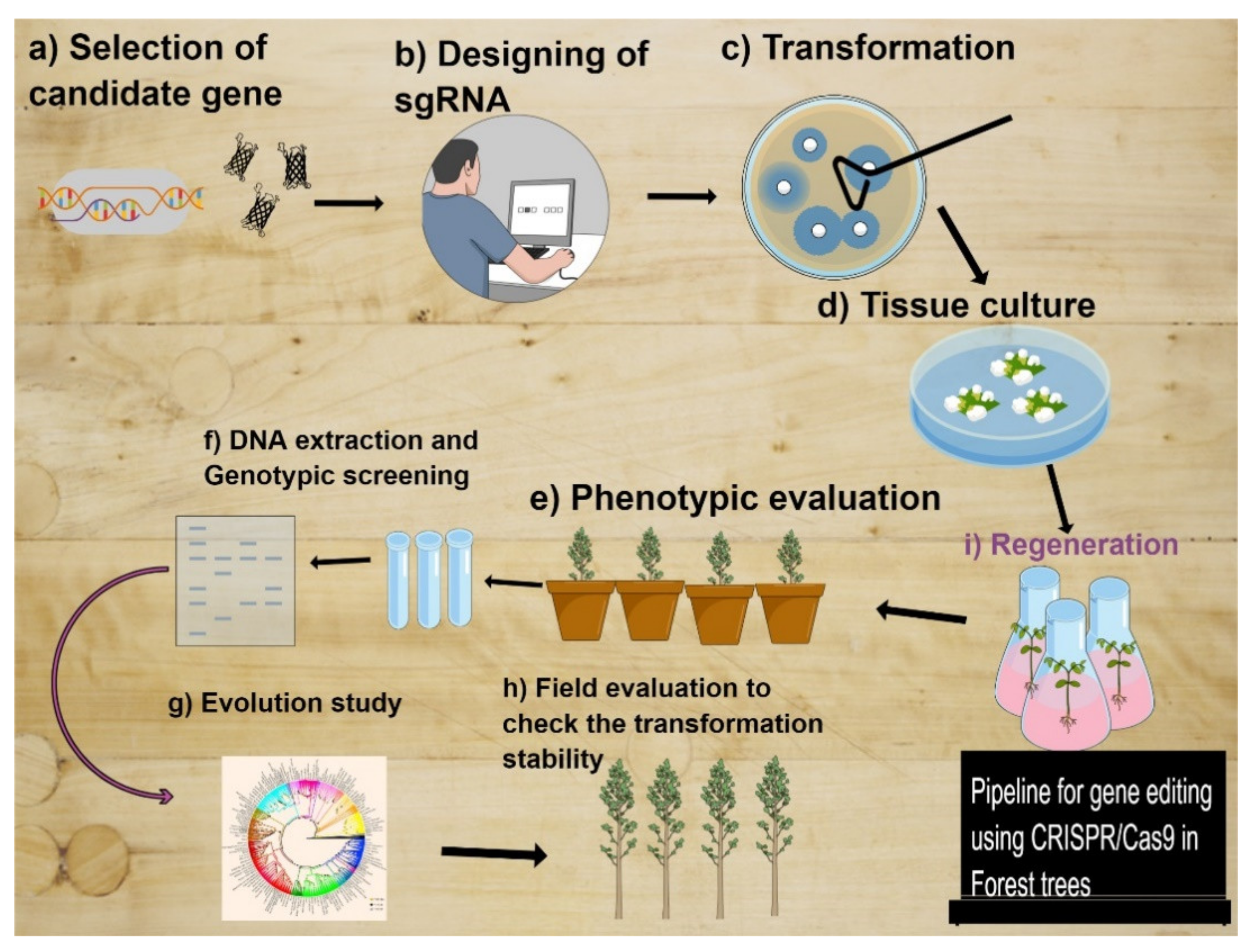 Estimates of phenotypic correlations of loge-transformed