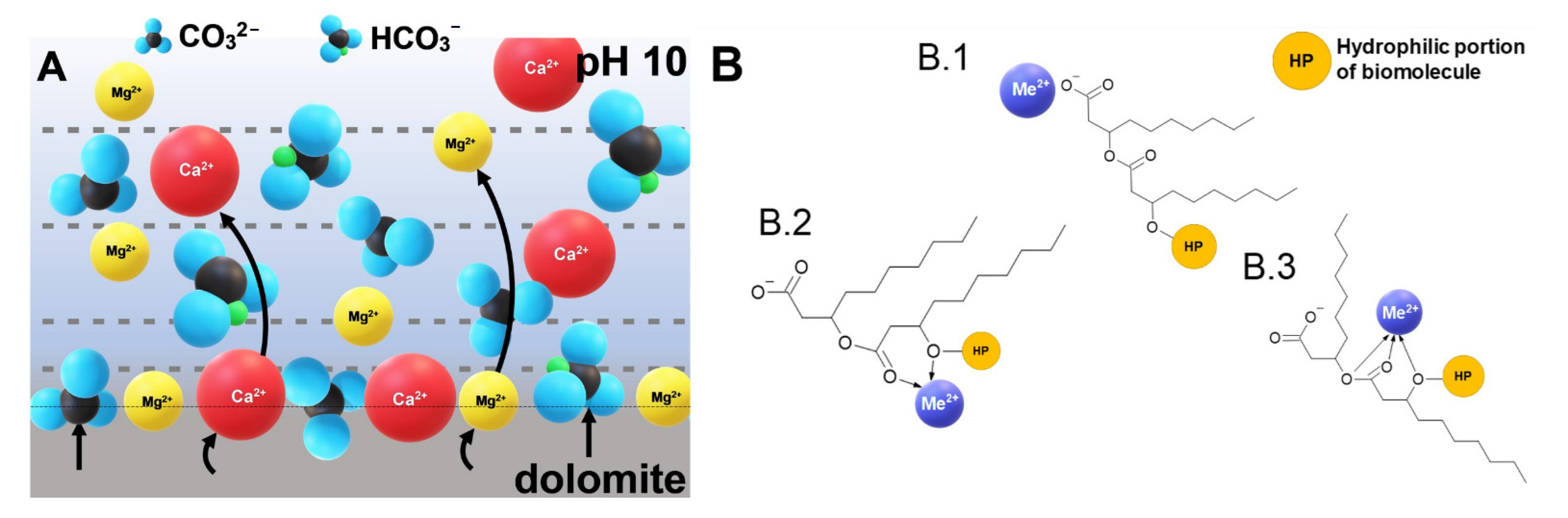 Ijms 22 10591 g004 550