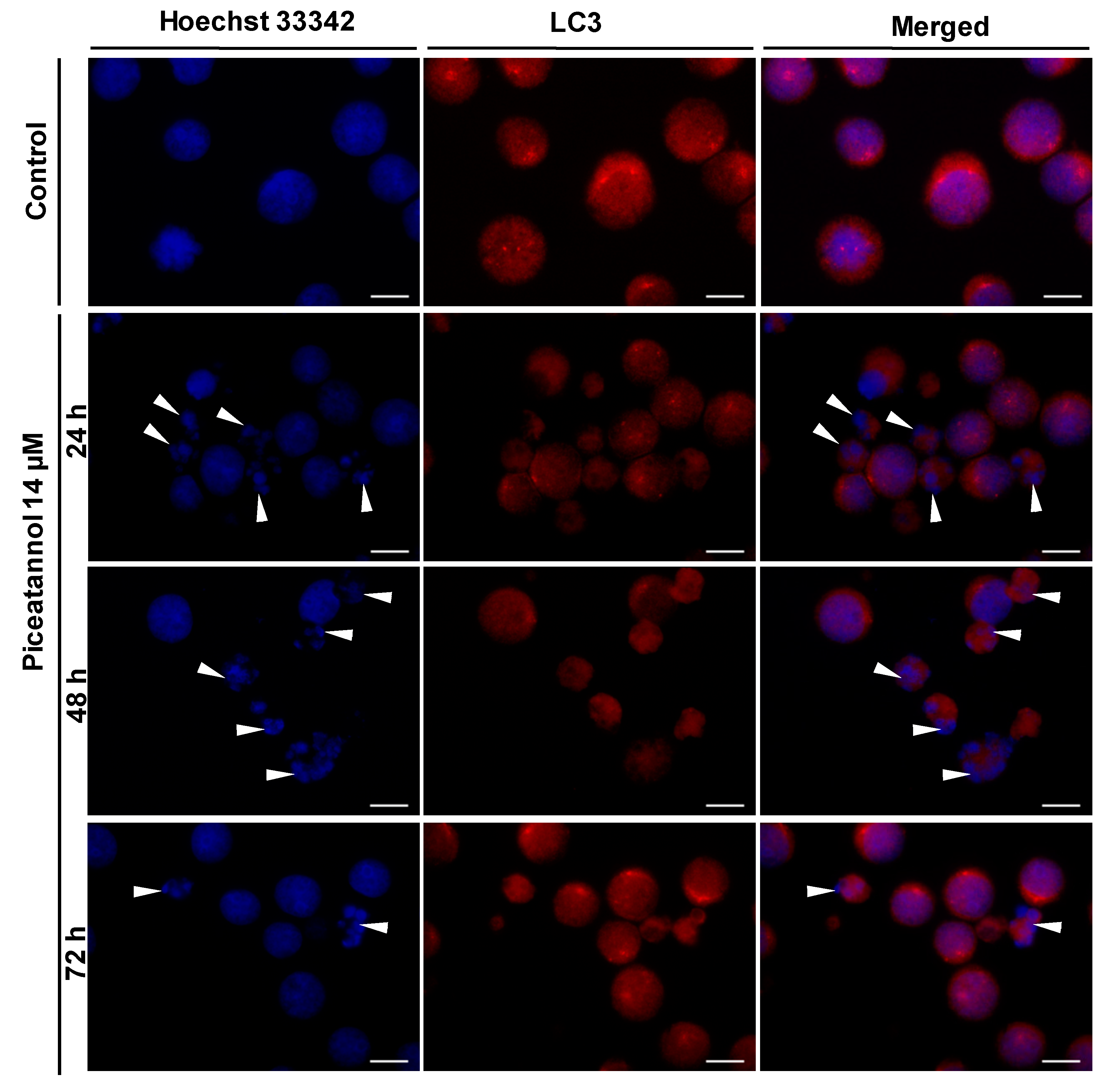 Ijms 22 10597 g005 550
