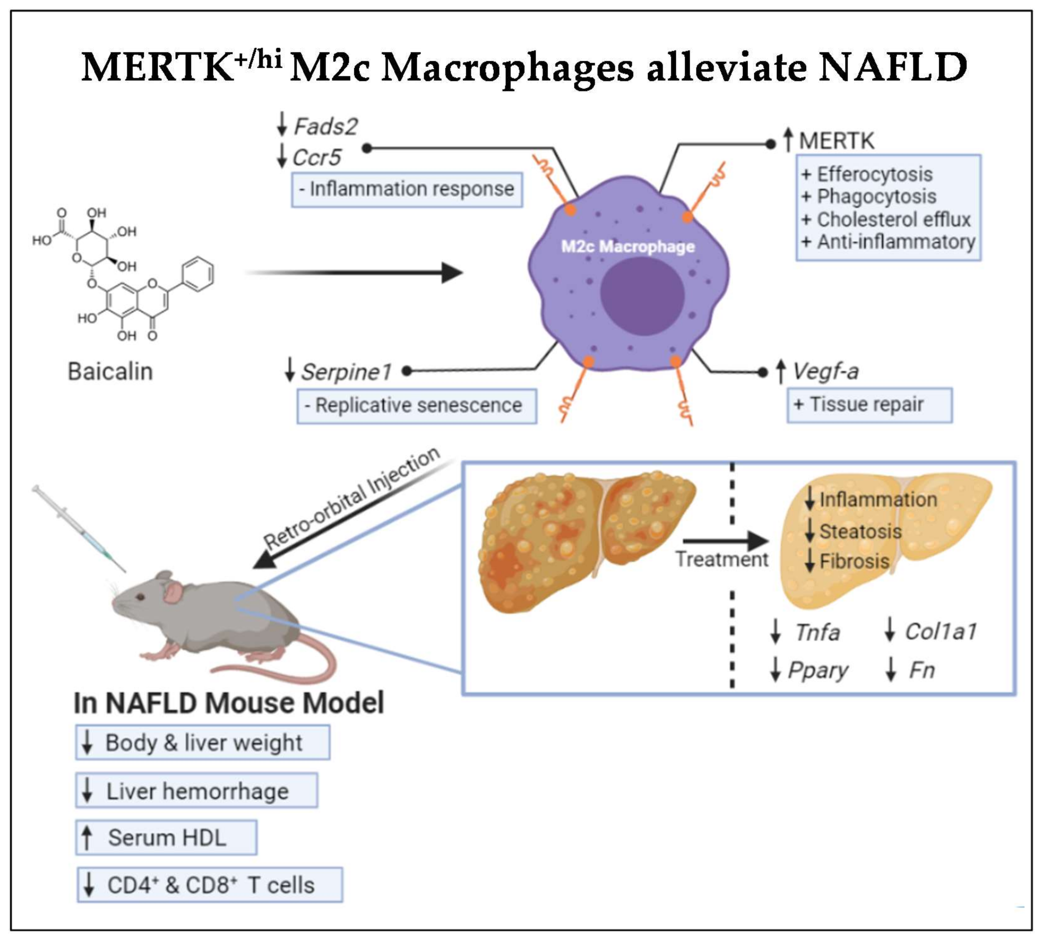 Ijms 22 10604 g007 550