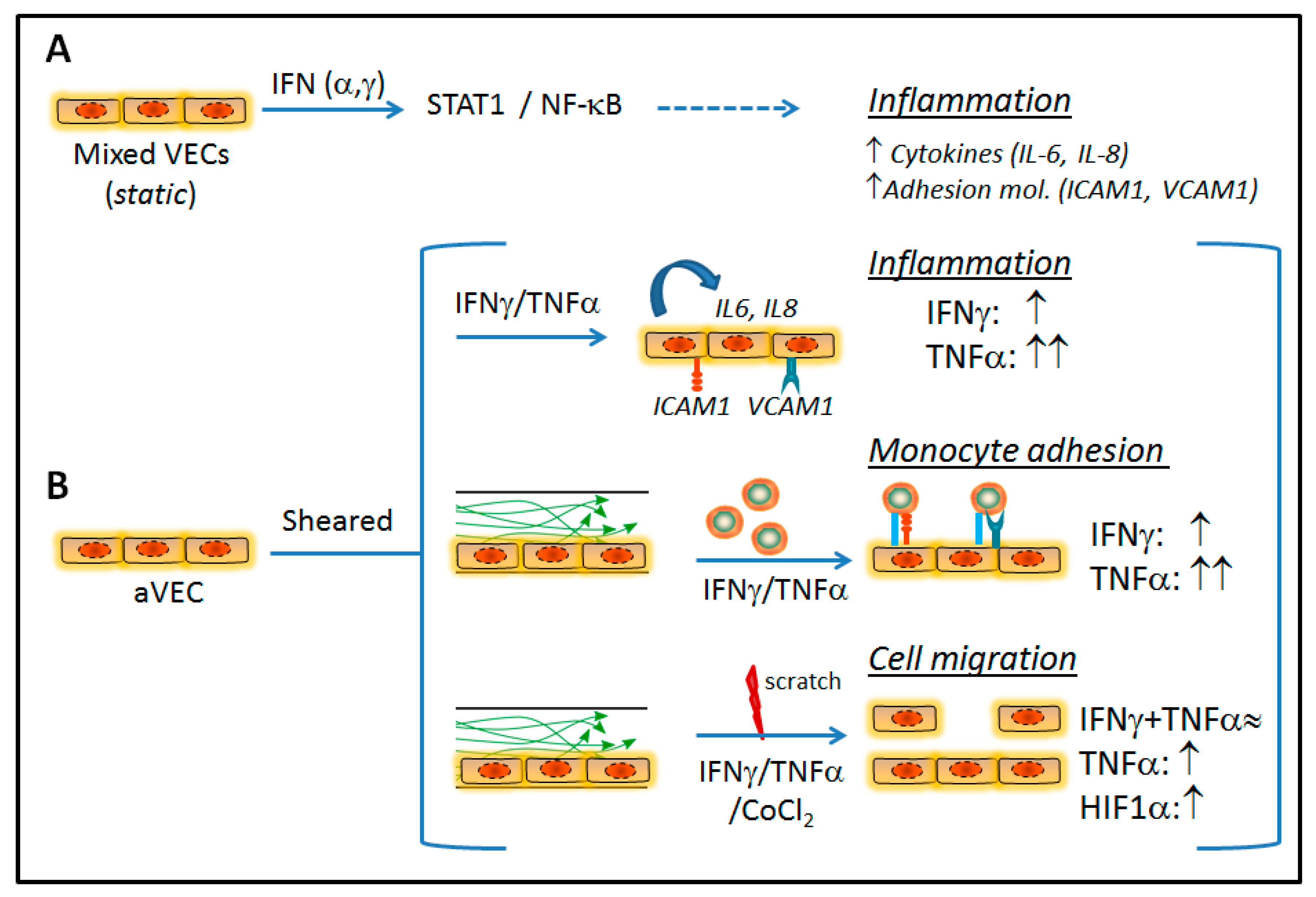 Ijms 22 10605 g008 550