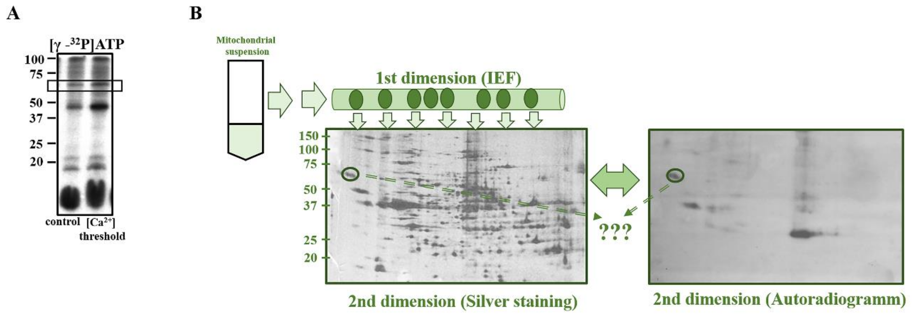 Ijms 22 10613 g001 550