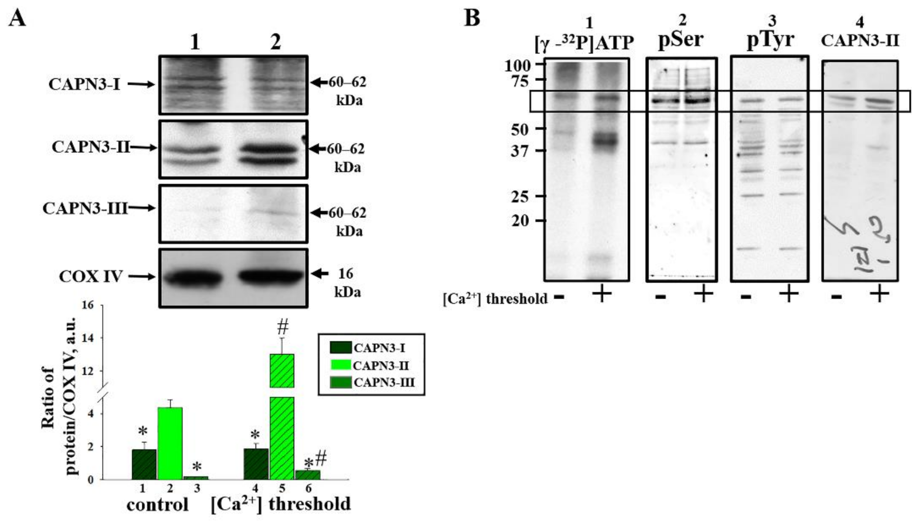 Ijms 22 10613 g004 550