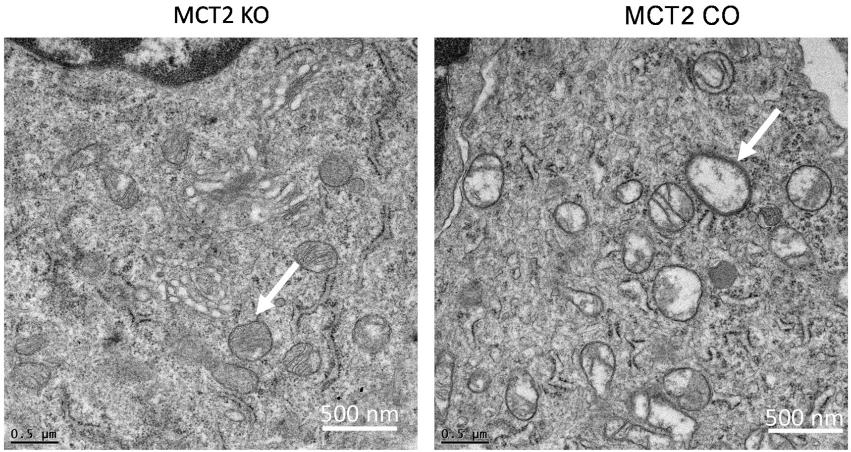 Ijms 22 10616 g002 550