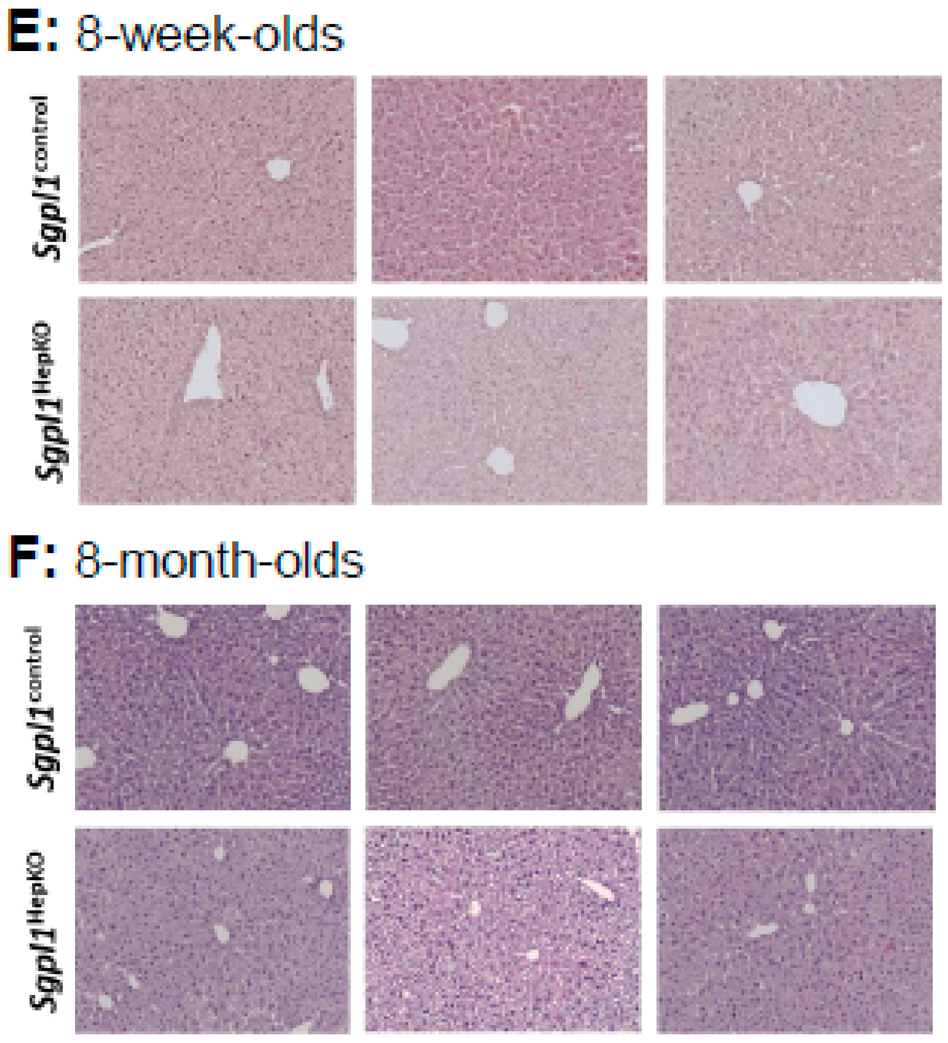 Ijms 22 10617 g001b 550