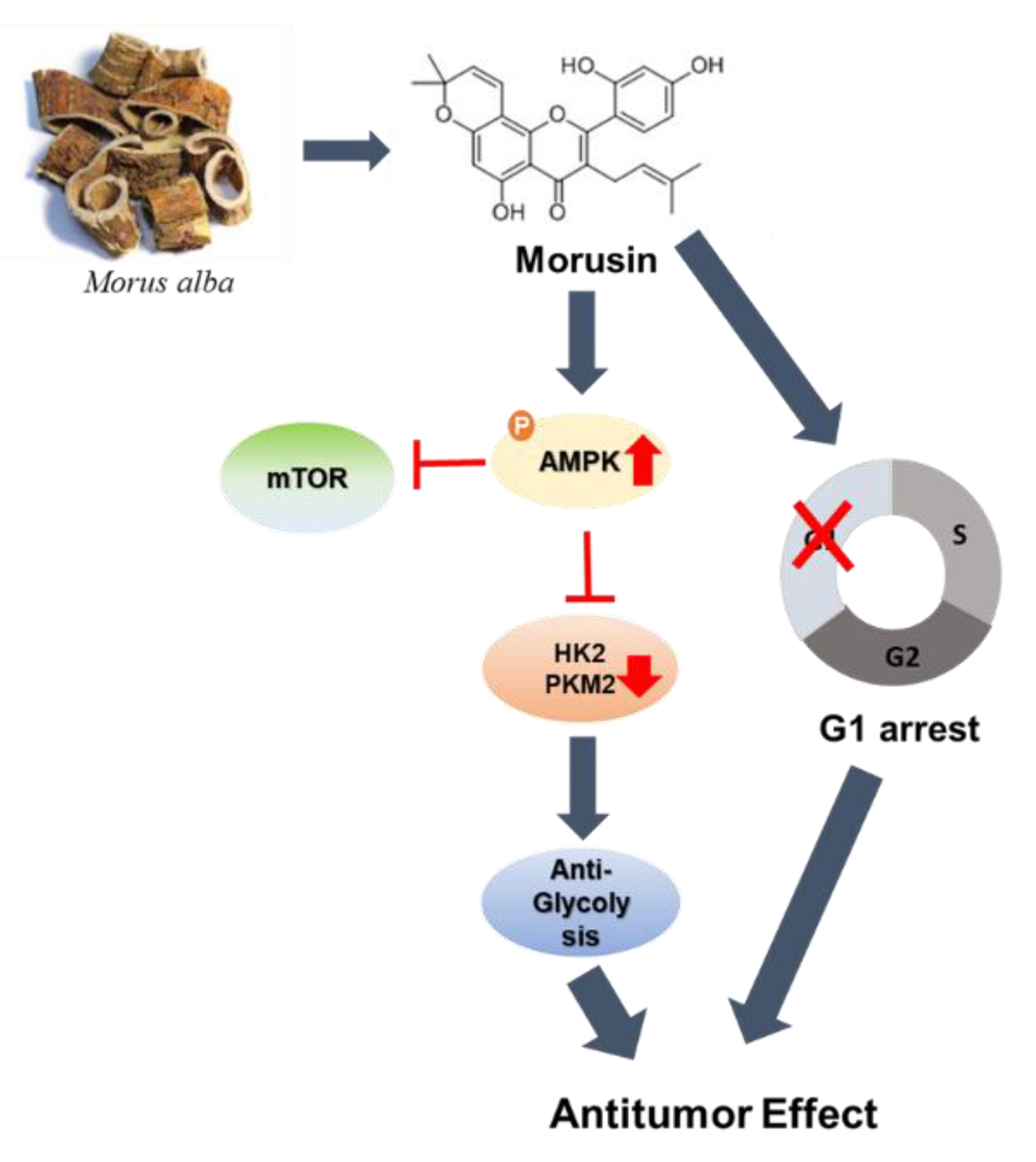 Ijms 22 10619 g005 550